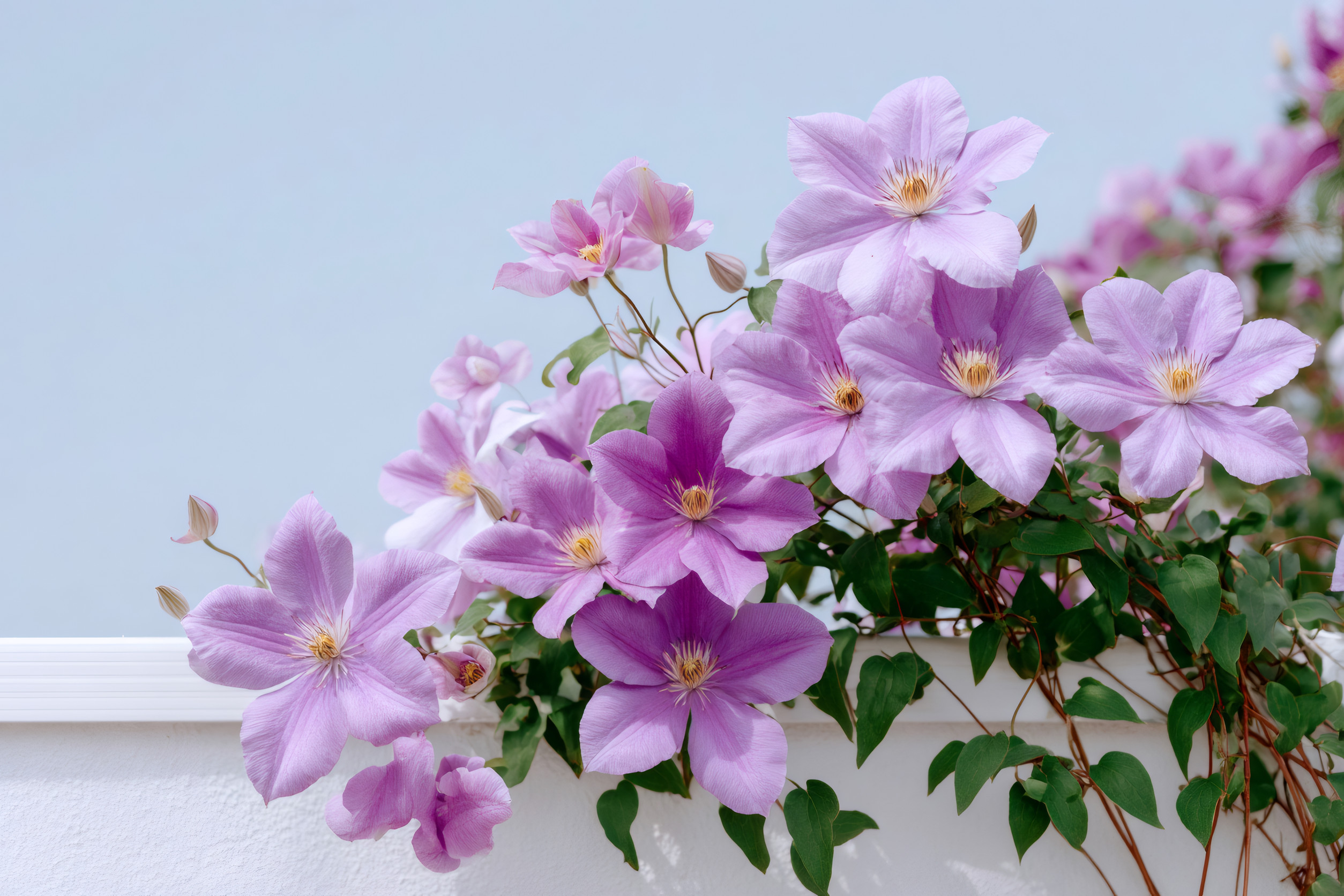 6 Easy Climbing Plants for Beginners