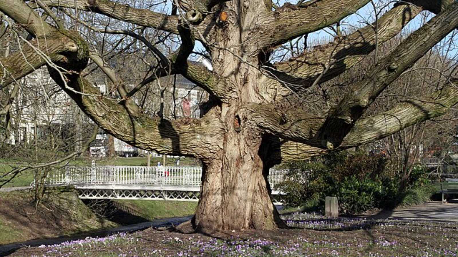 The 6 worst trees you could possibly plant on your property
