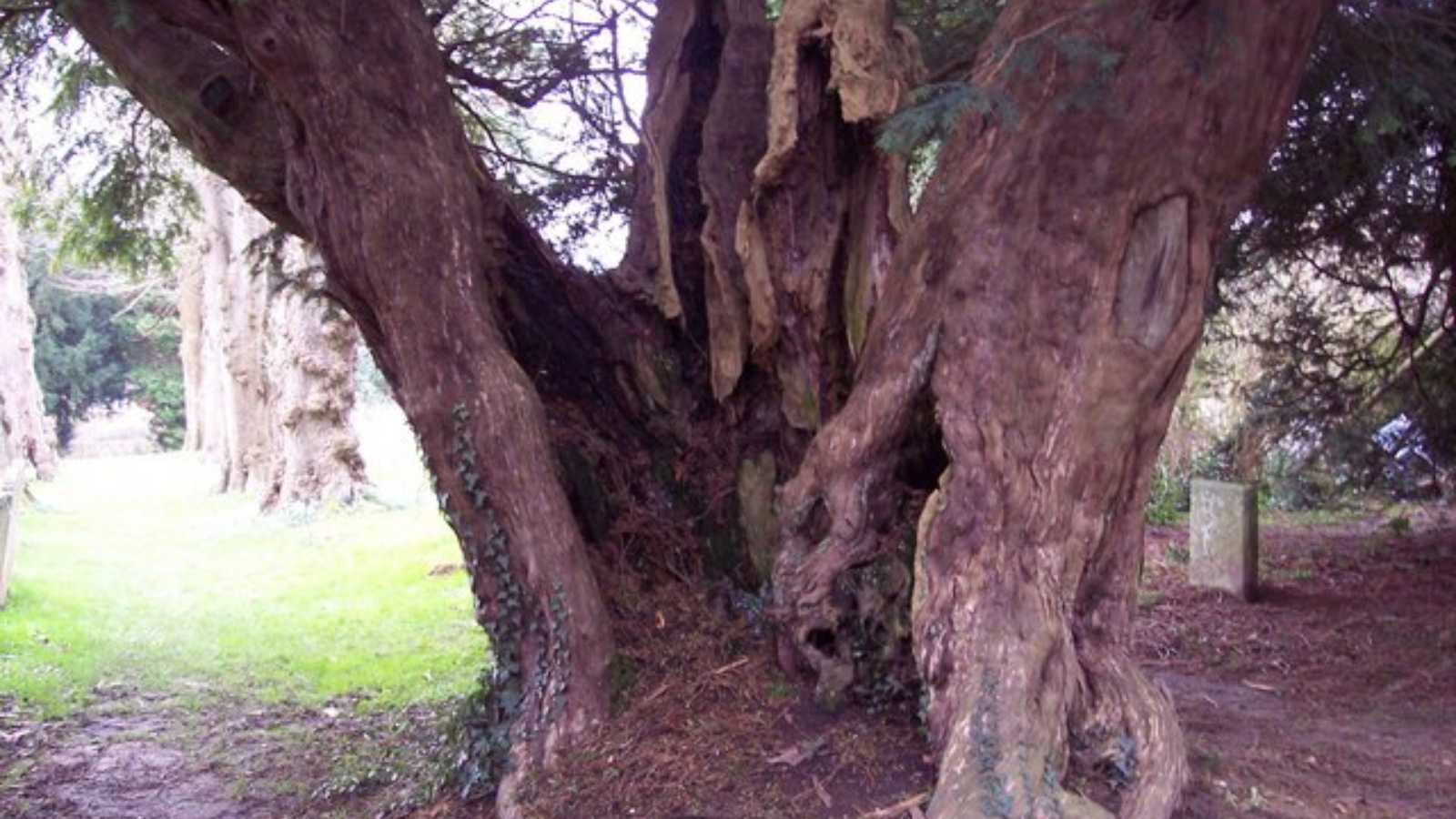 toxic woods you should never put in your fireplace