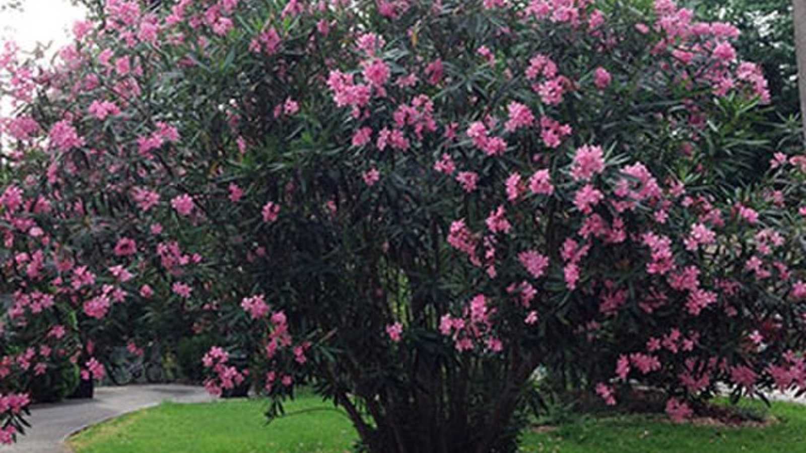 toxic woods you should never put in your fireplace