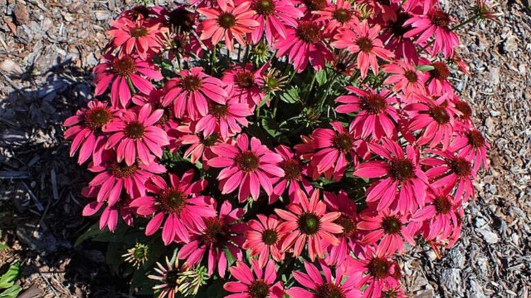 8 Breathtaking Perennials That Will Completely Transform Your Garden