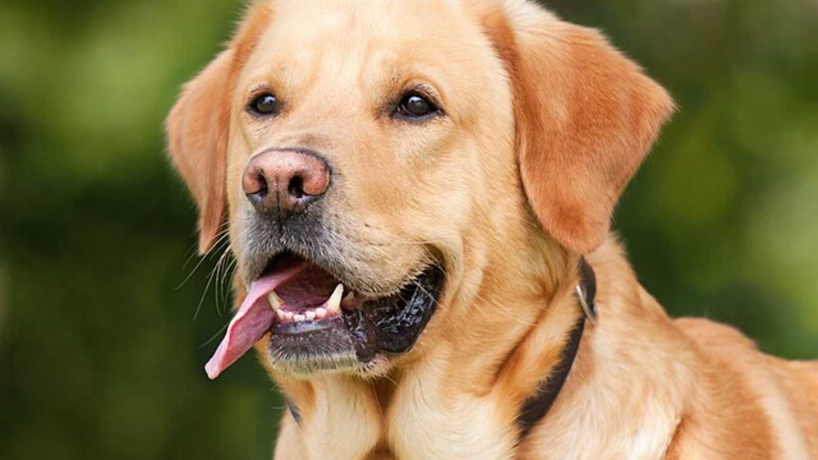 6 dog breeds that will melt your heart instantly