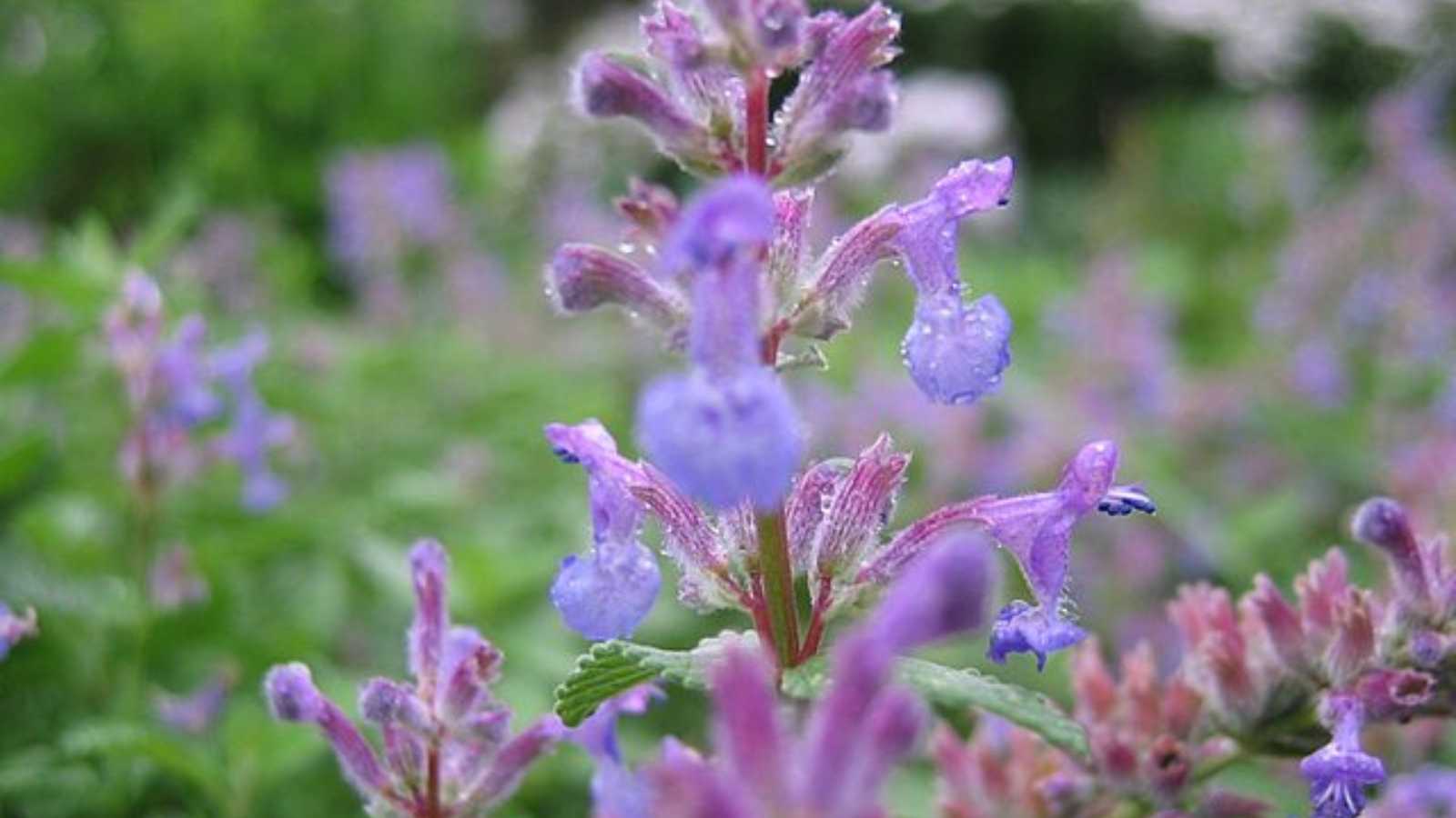 8 breathtaking perennials that will completely transform your garden