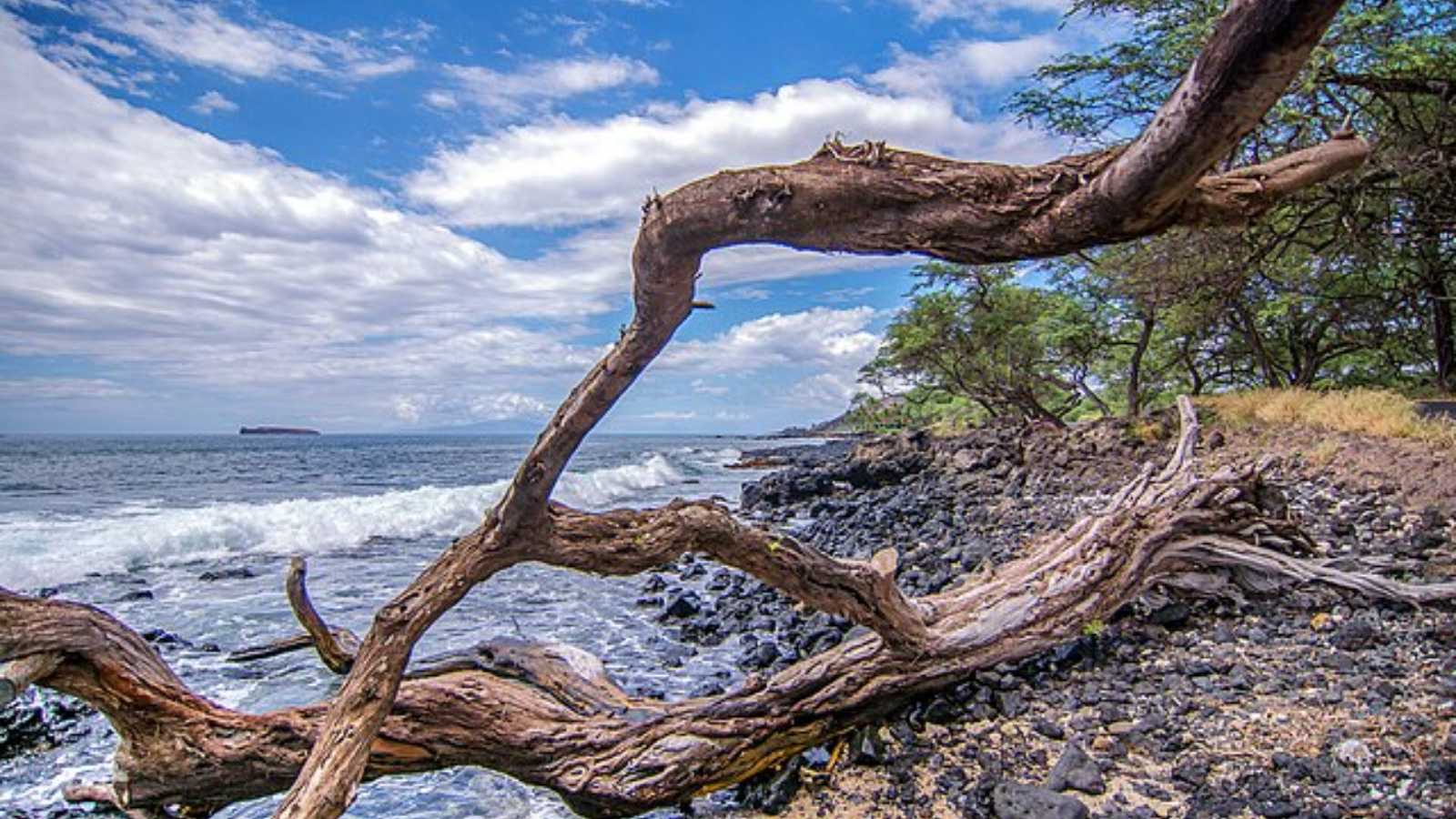 toxic woods you should never put in your fireplace