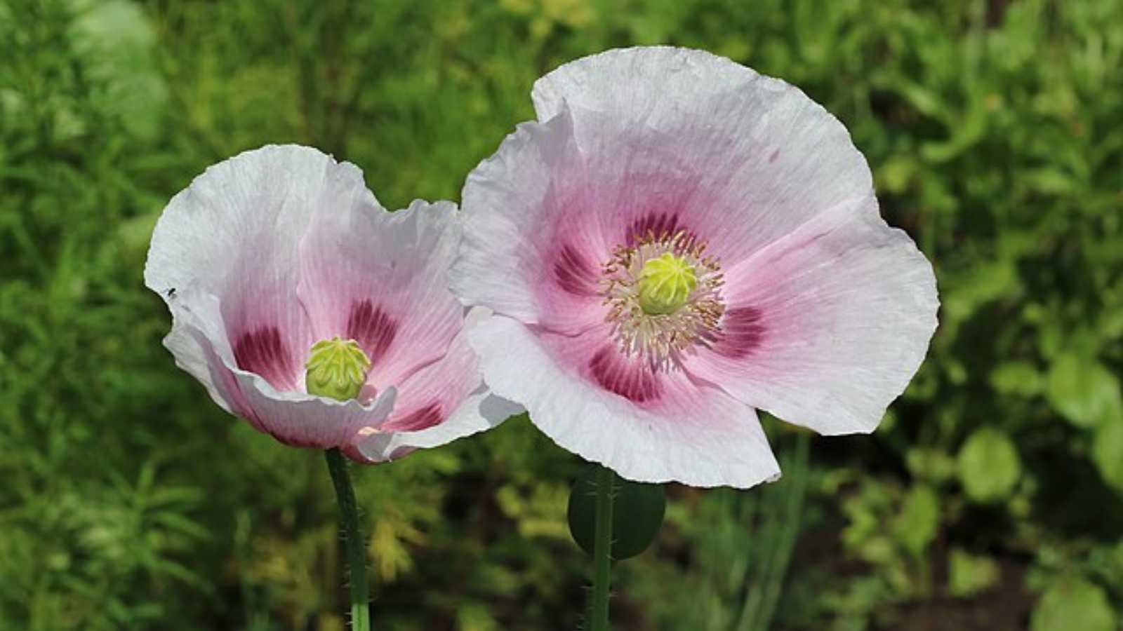 popular plants that could actually land you in legal trouble