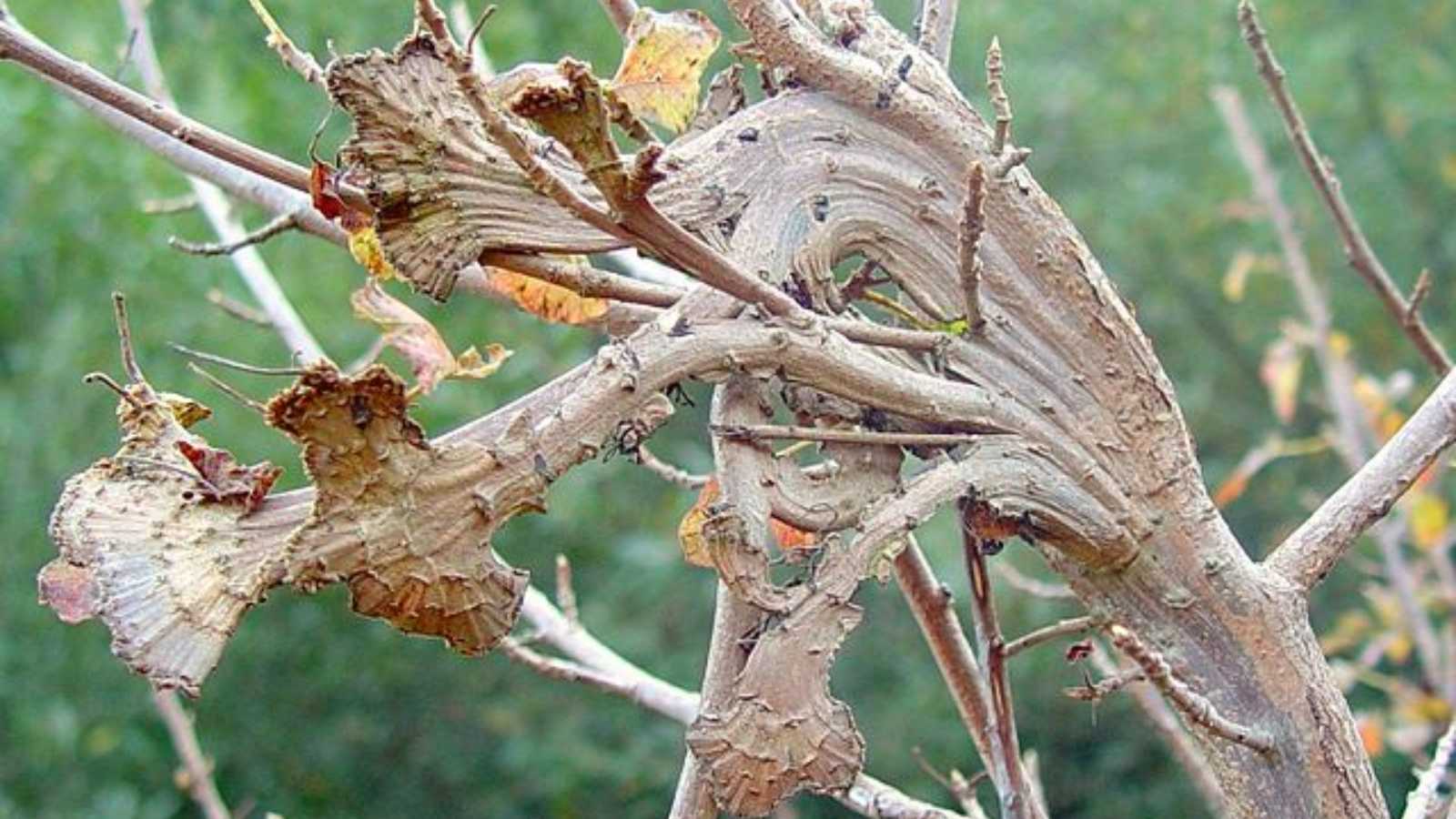 toxic woods you should never put in your fireplace