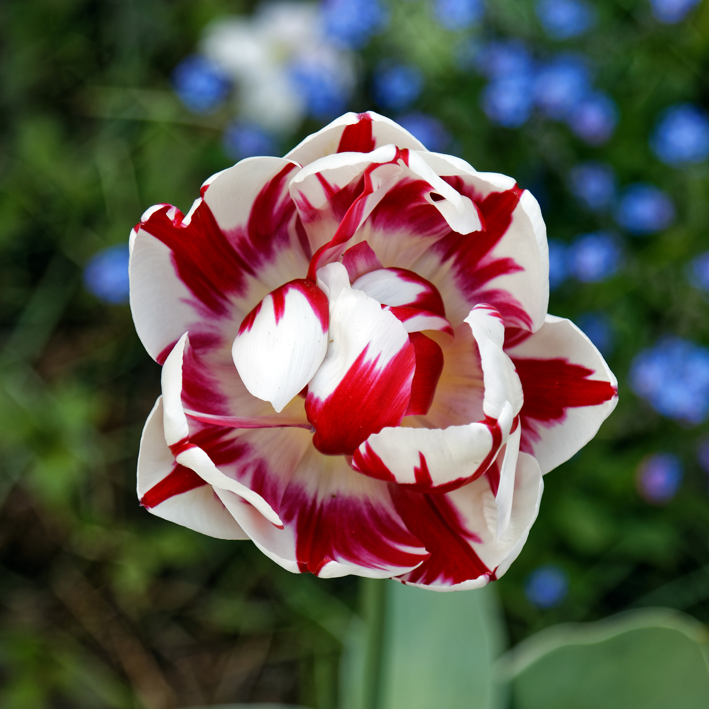 The Most Stunning Flowers to Give a Woman