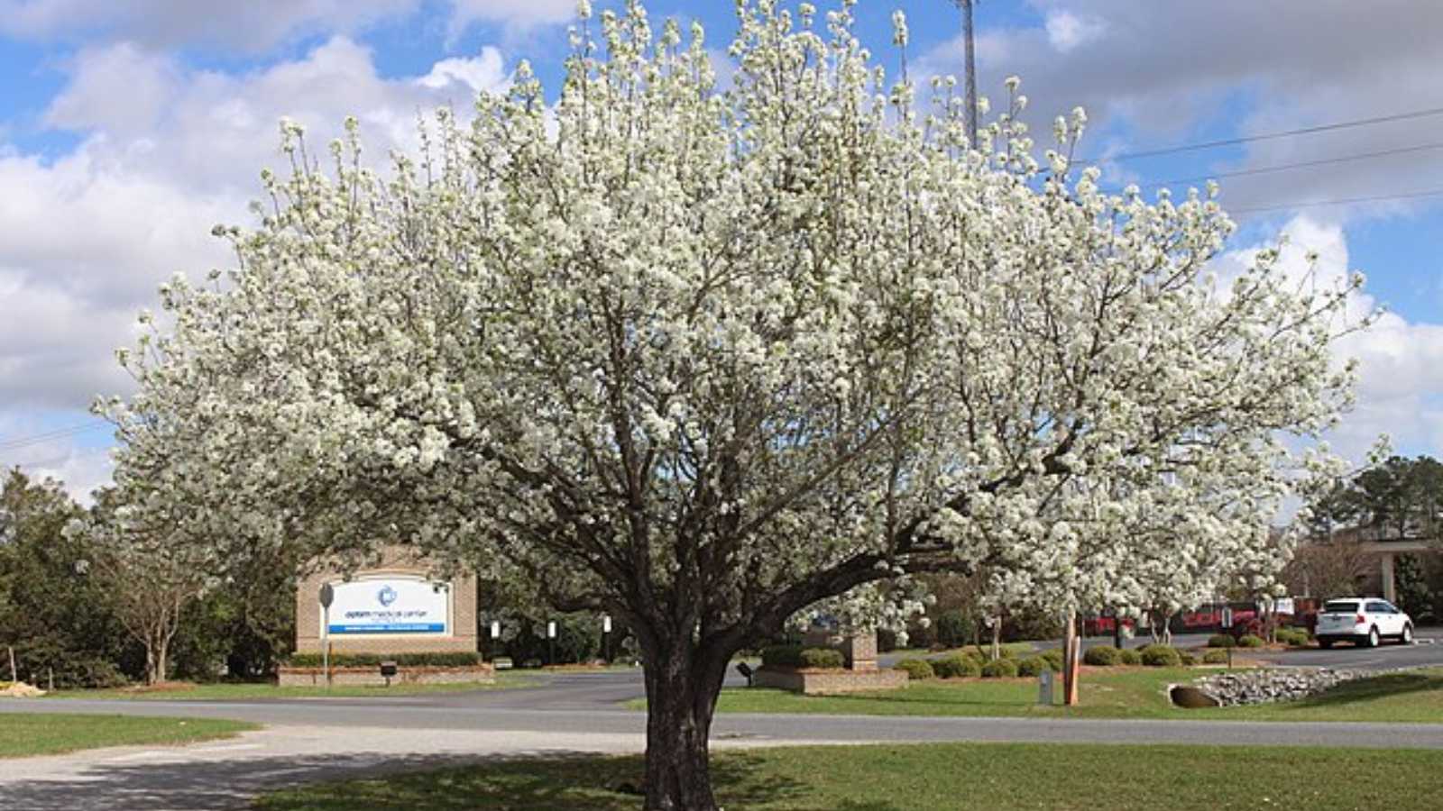 The 6 worst trees you could possibly plant on your property