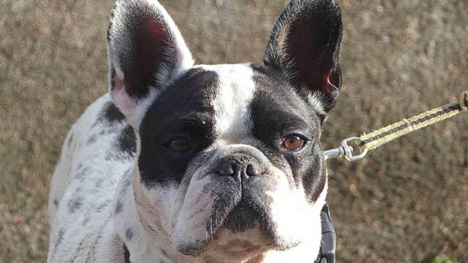 The most chill dog breeds that will bring instant peace to your home