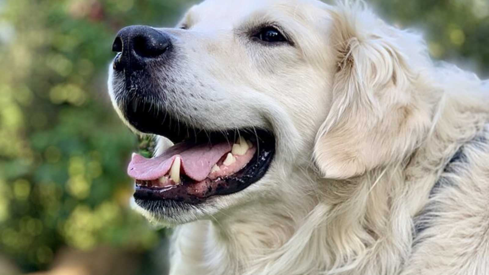 6 dog breeds that will melt your heart instantly