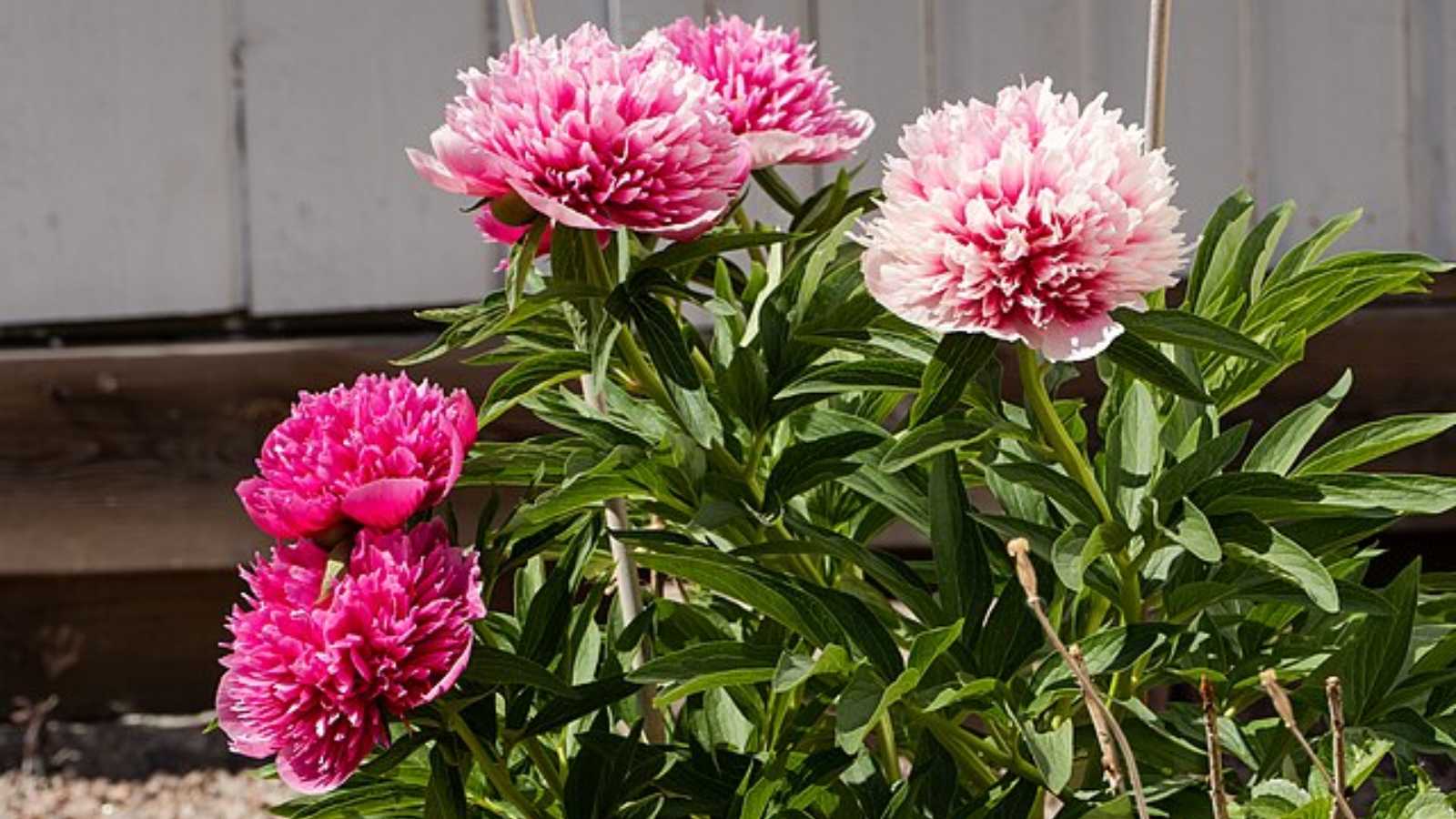 8 breathtaking perennials that will completely transform your garden