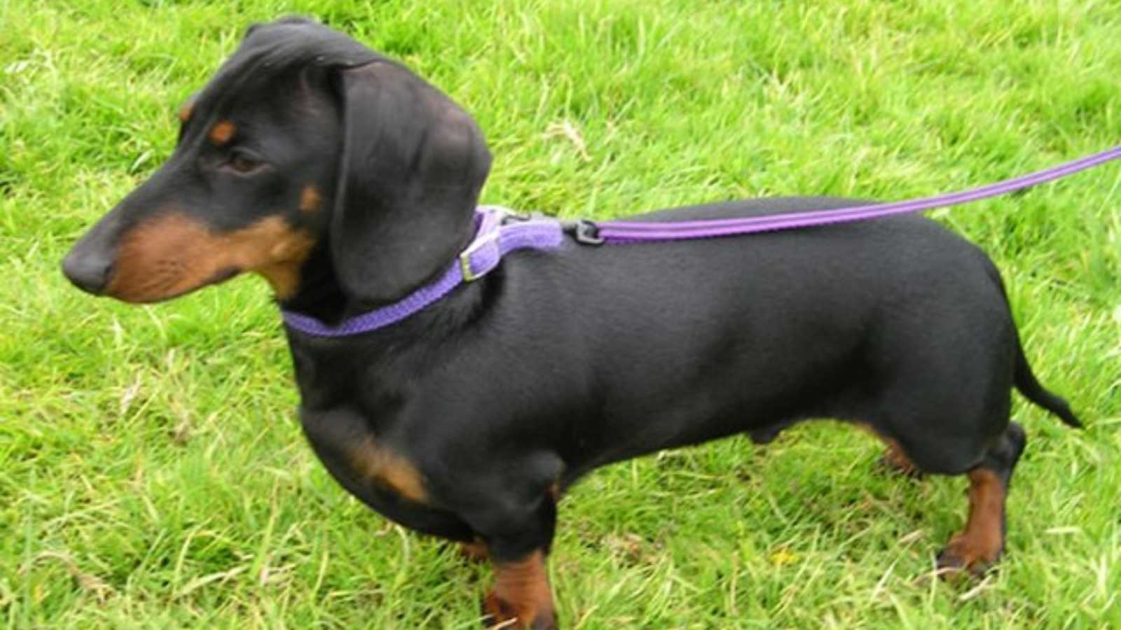 The 5 dog breeds that vets say pose the biggest threat to their own families