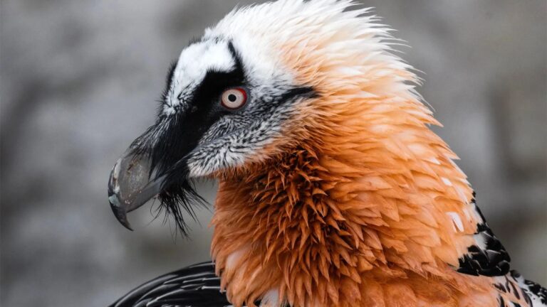 6 Most Dangerous Birds in the Animal Kingdom