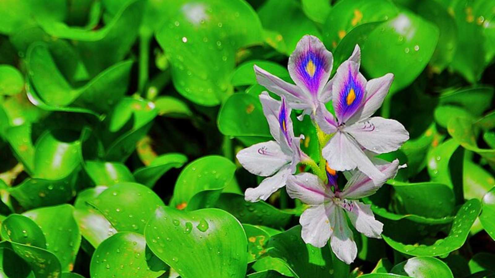 popular plants that could actually land you in legal trouble