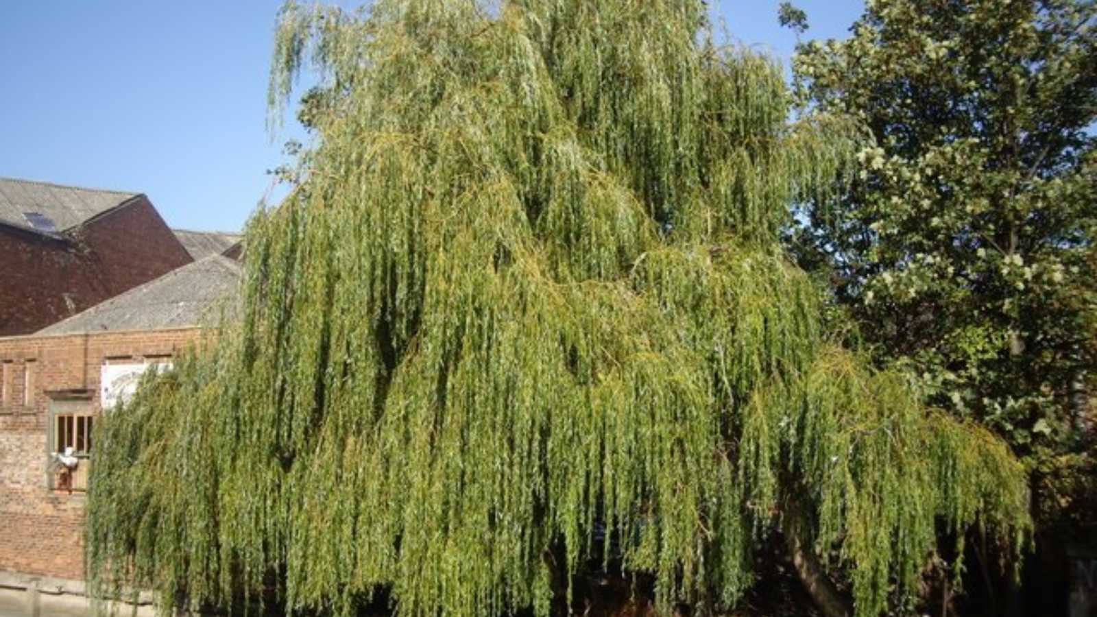 The 6 worst trees you could possibly plant on your property