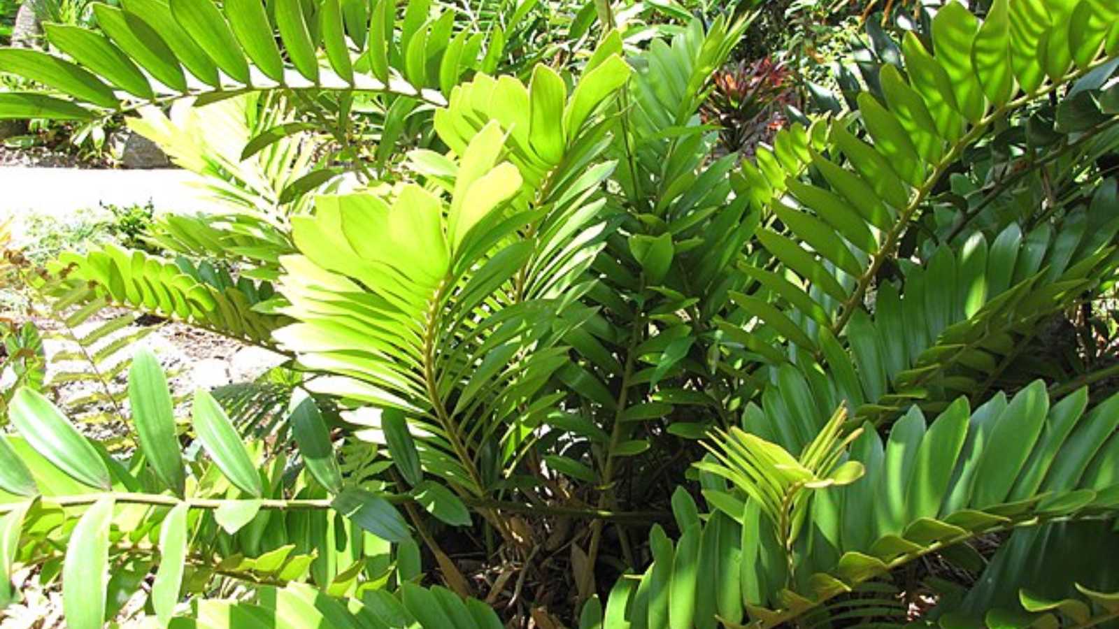 low-maintenance plants every home needs right now