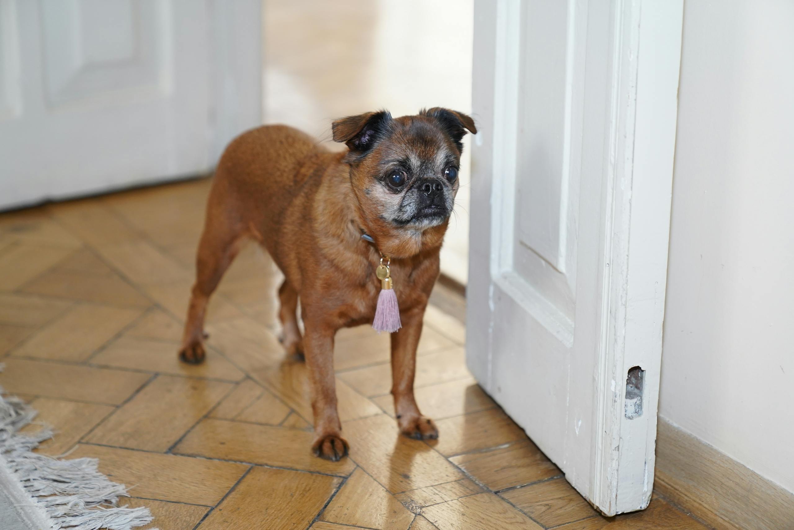 Adorable Brussels Griffon dog standing on wooden floor indoors, looking curious.