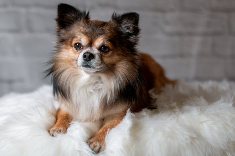 Charming Chihuahua dog lying comfortably on a soft, fluffy rug indoors.