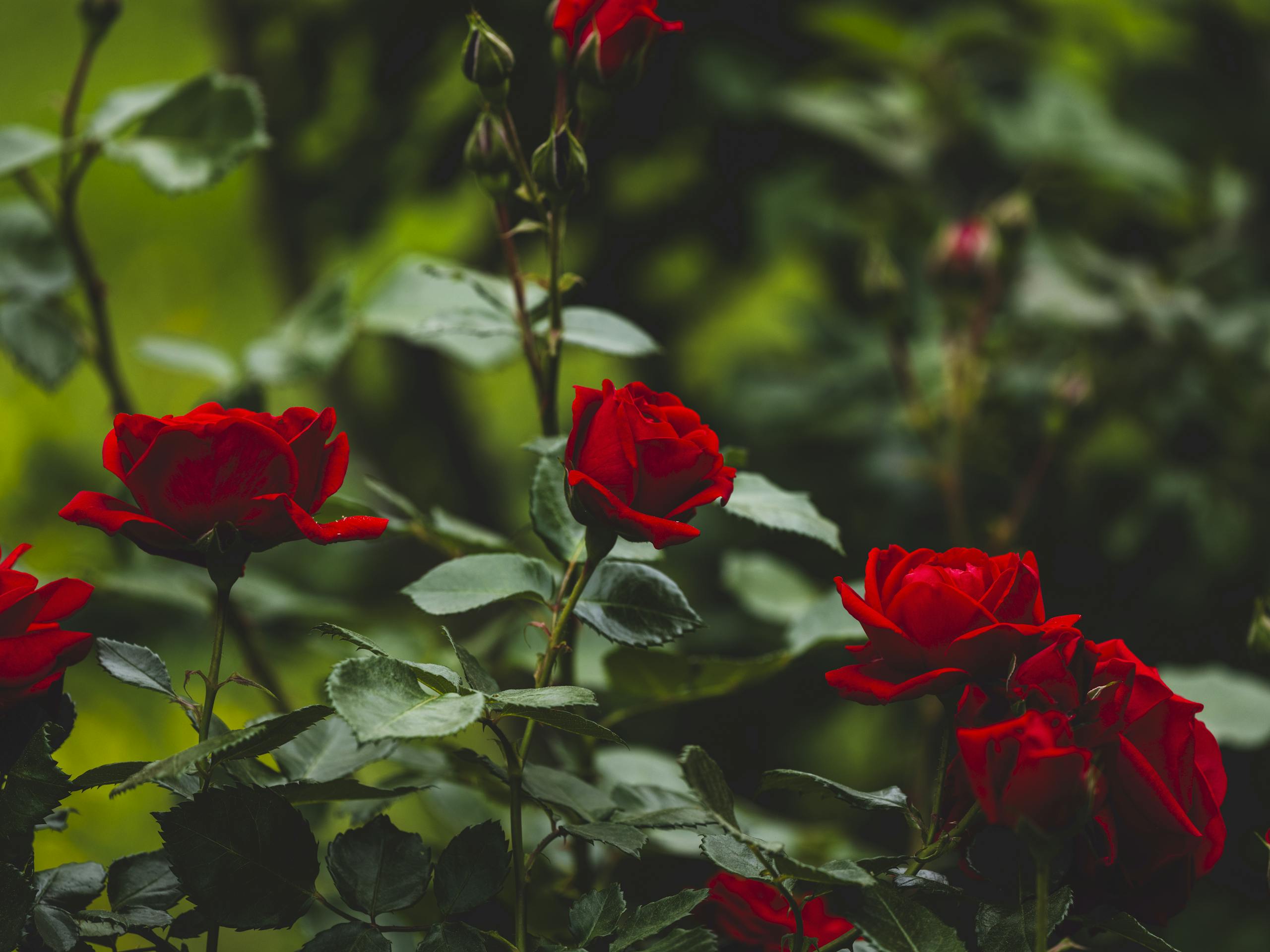 Close-up view of vibrant red roses blooming amidst lush green foliage in a serene garden setting.