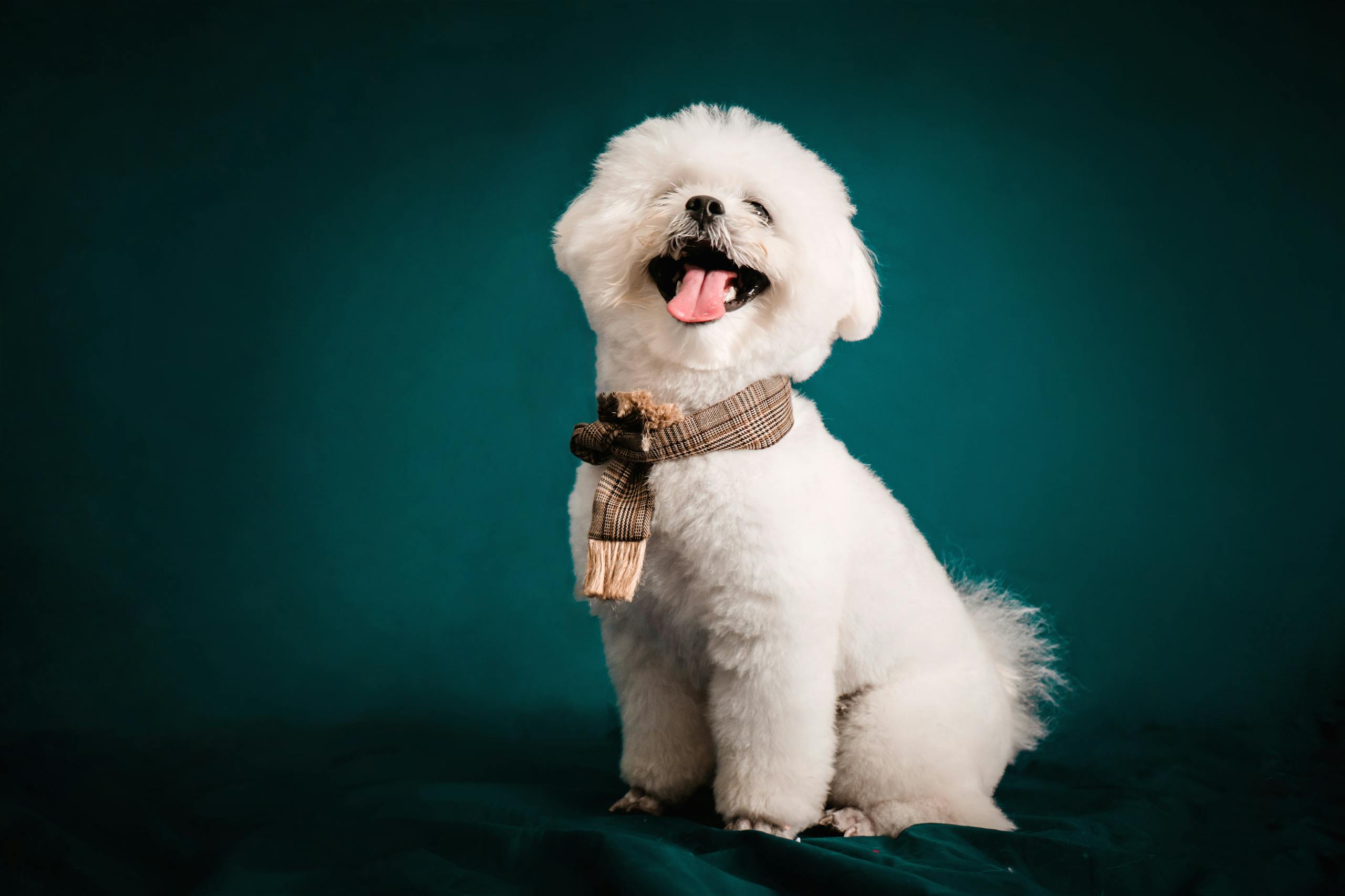 Cute Bichon Frise pet in a stylish scarf siting in a studio with a green background.