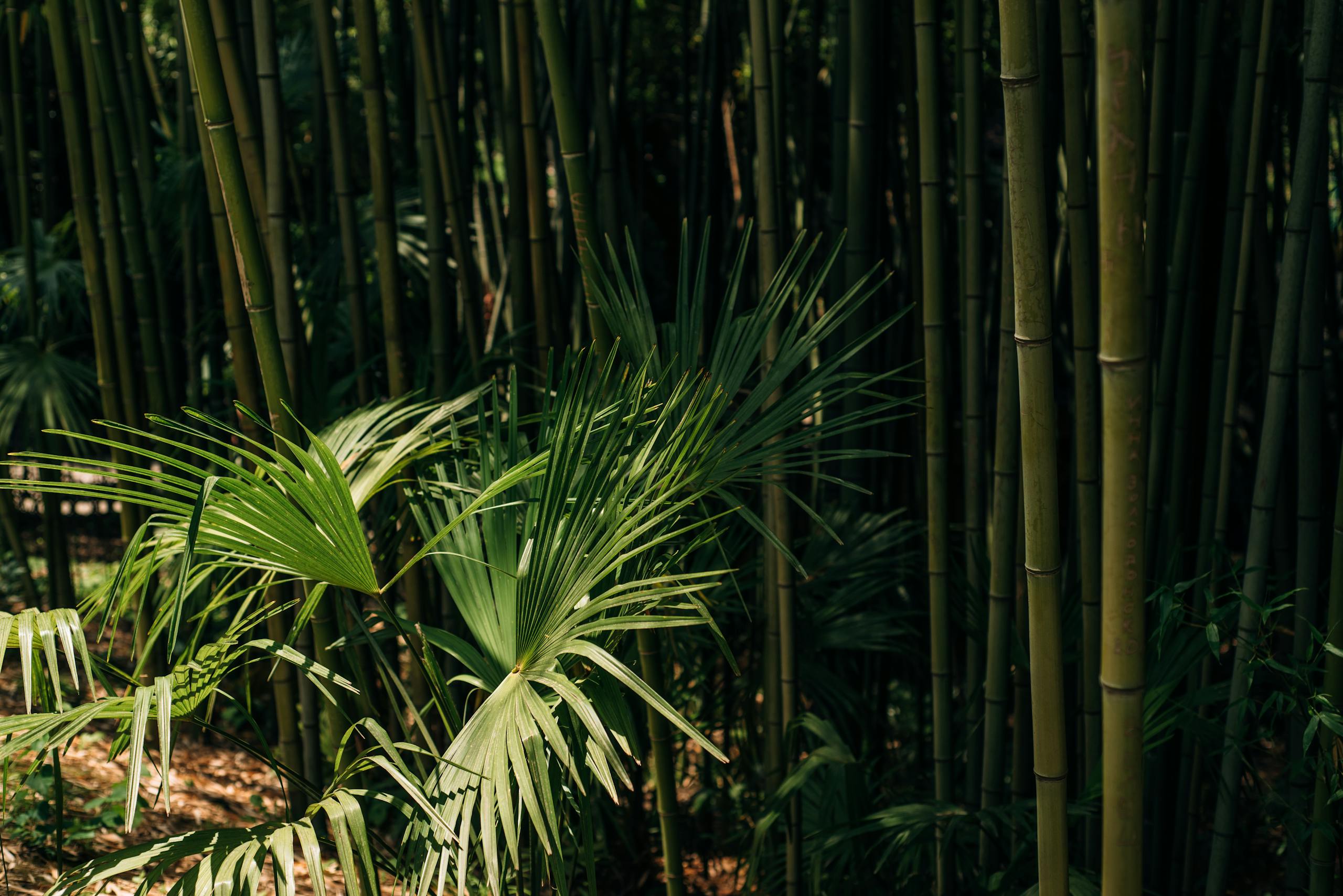 Dense bamboo forest and palm leaves in Sochi, Russia, showcasing vibrant greenery.