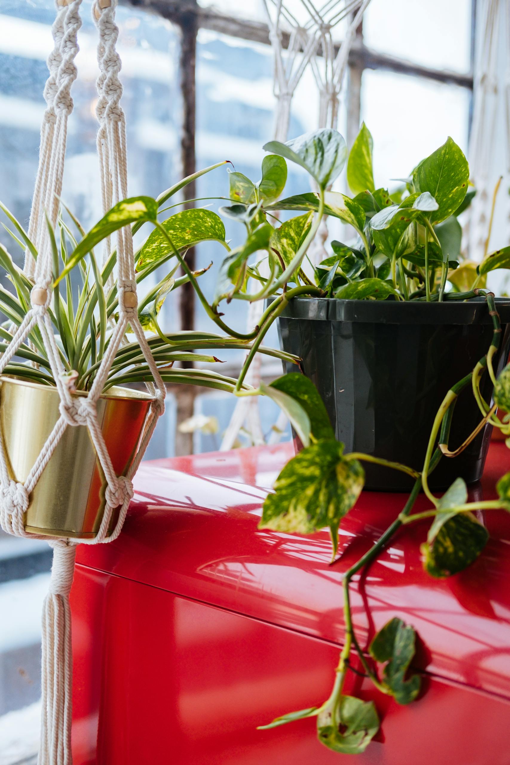 Lush indoor houseplants in pots and macramé hangers on a bright red shelf beside a large window.