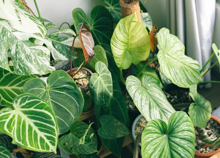 8 Reasons Why Your Houseplants Never Look Instagram-Perfect