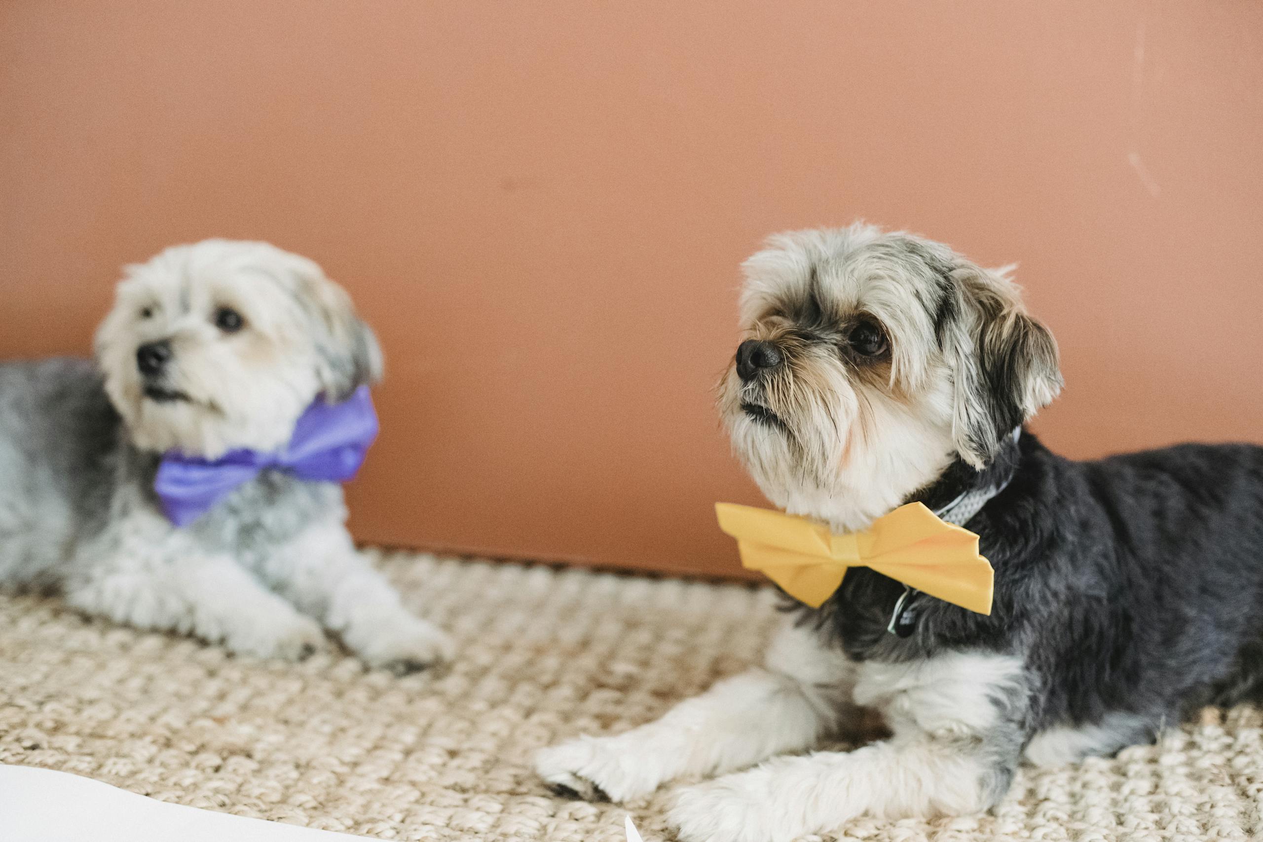 Two Yorkshire Terriers in colorful bow ties lying indoors with a warm and playful atmosphere.