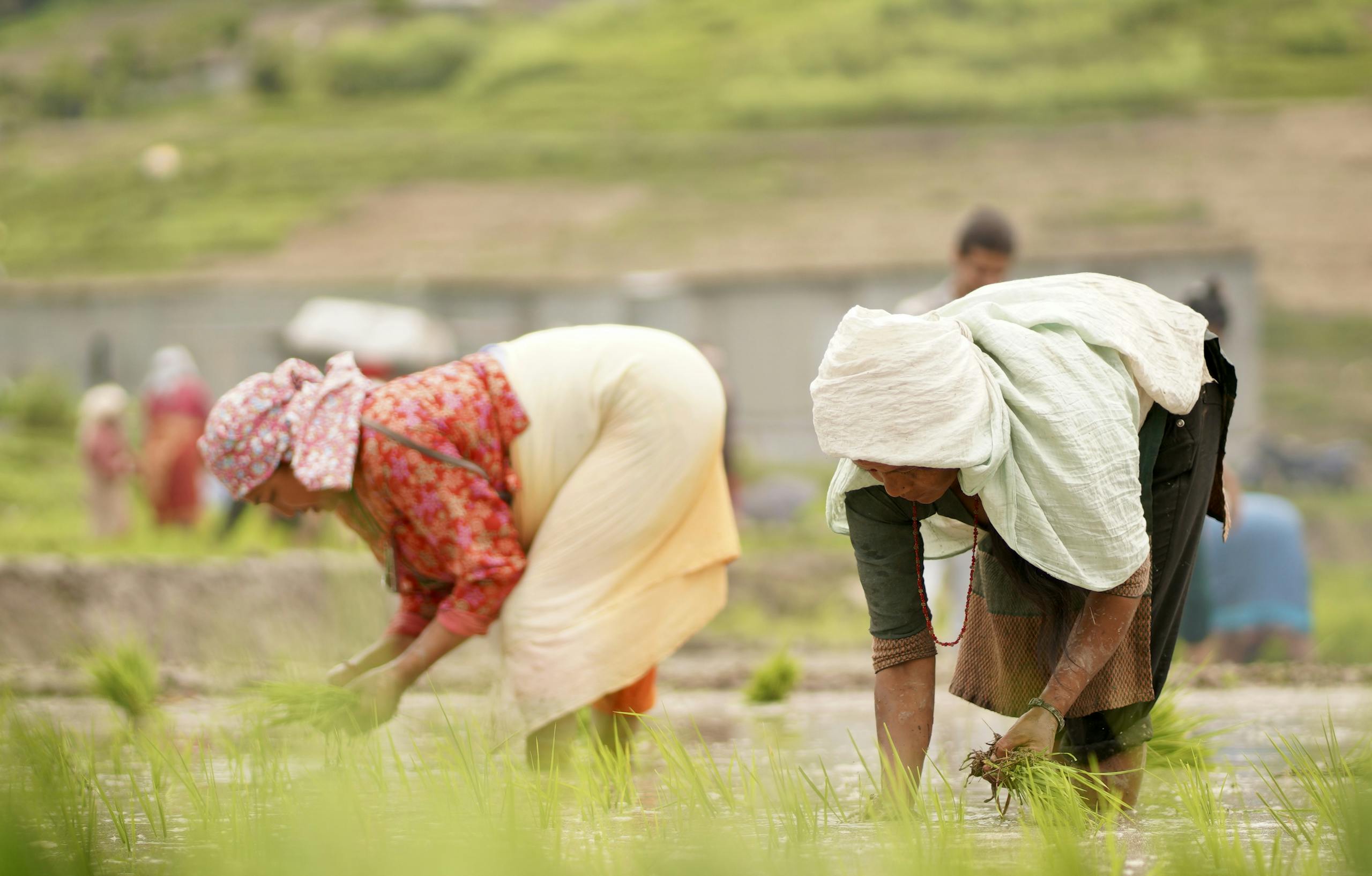 Women working in rice fields in Bagmati Province, Nepal, promoting community farming and sustainability.