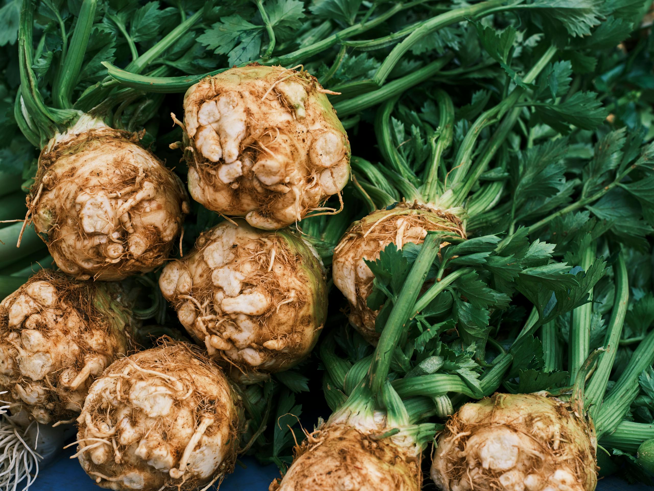 Close-up of fresh celeriac vegetables displaying their vibrant green foliage and textured roots.