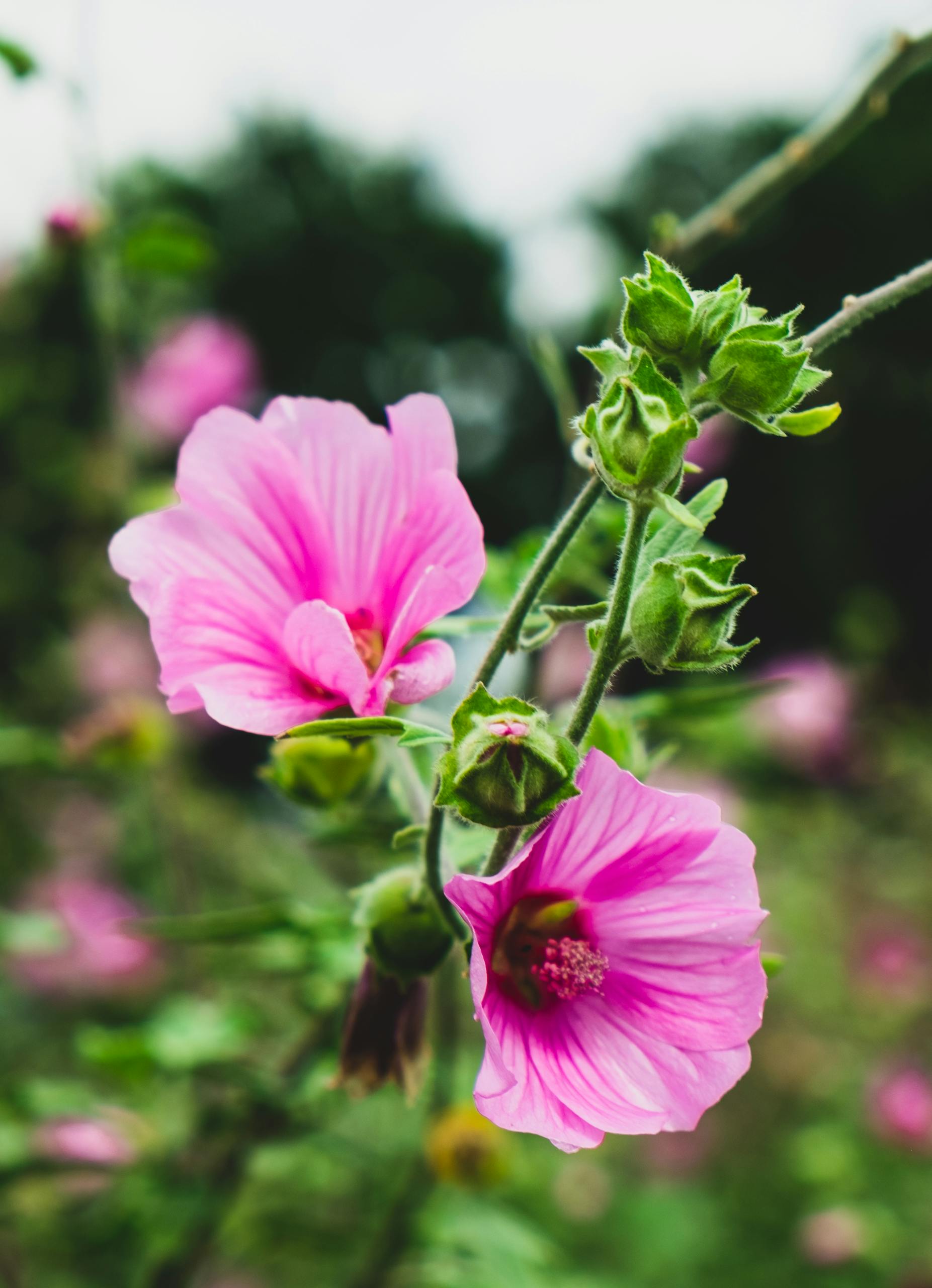 Close-up of vibrant pink rose mallow flowers blooming outdoors, capturing nature's beauty.