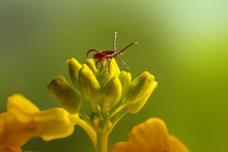 Detailed macro shot of a tick perched on a vivid yellow flower bud with a green background.