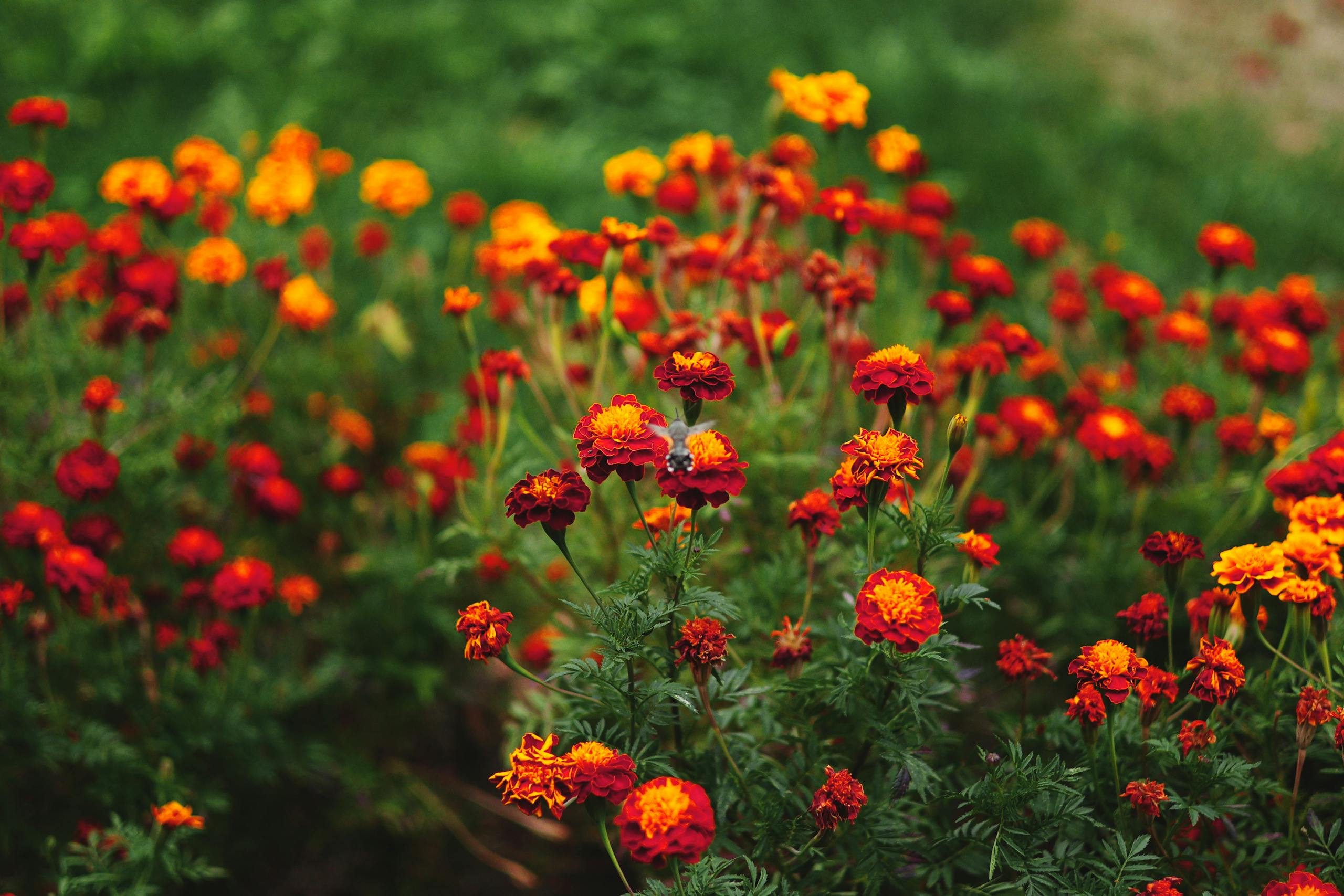 Explore the vivid colors of marigold flowers in a Bulgarian garden, thriving under the summer sun.