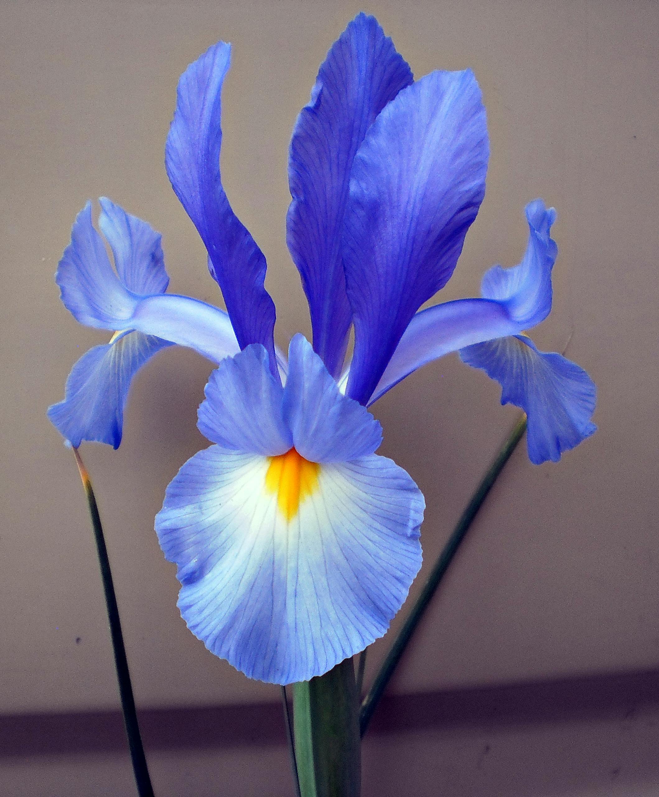 Vivid blue iris with an orange center against a neutral background, captured in Australia.
