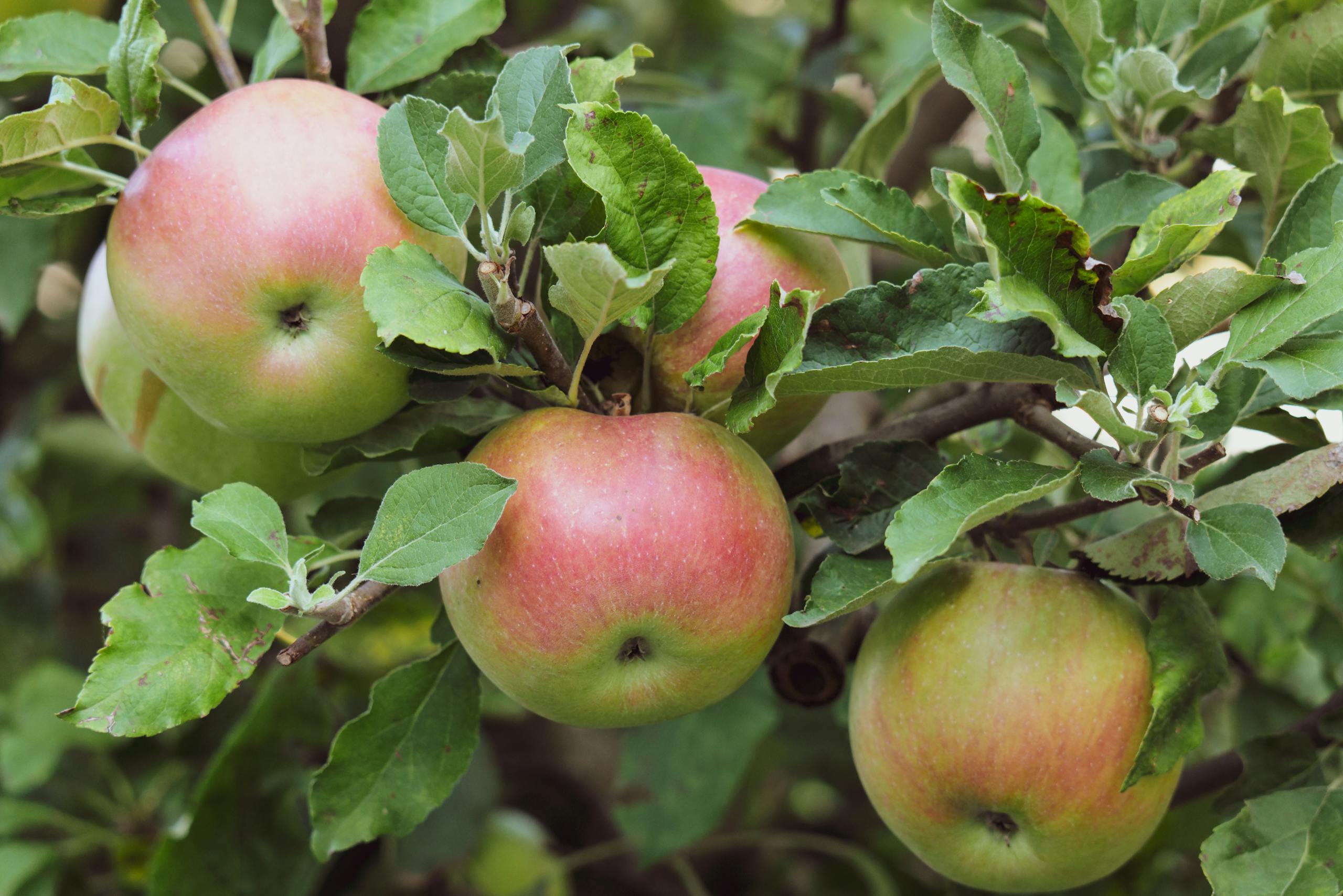 Close-up of ripe apples growing on a tree branch in Garešnica, Croatia.