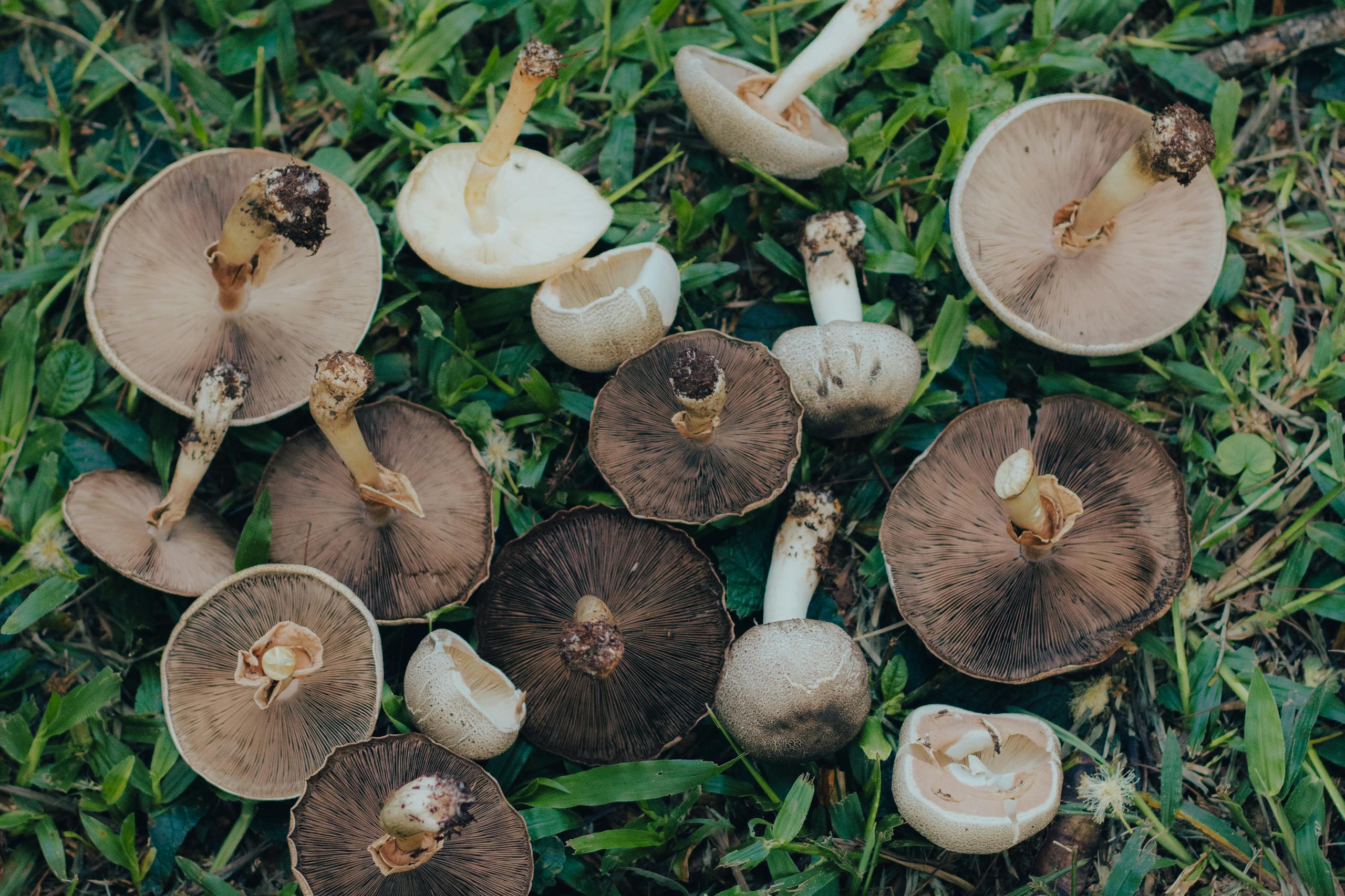 Close-up of wild mushrooms on grass showcasing natural diversity in autumn.