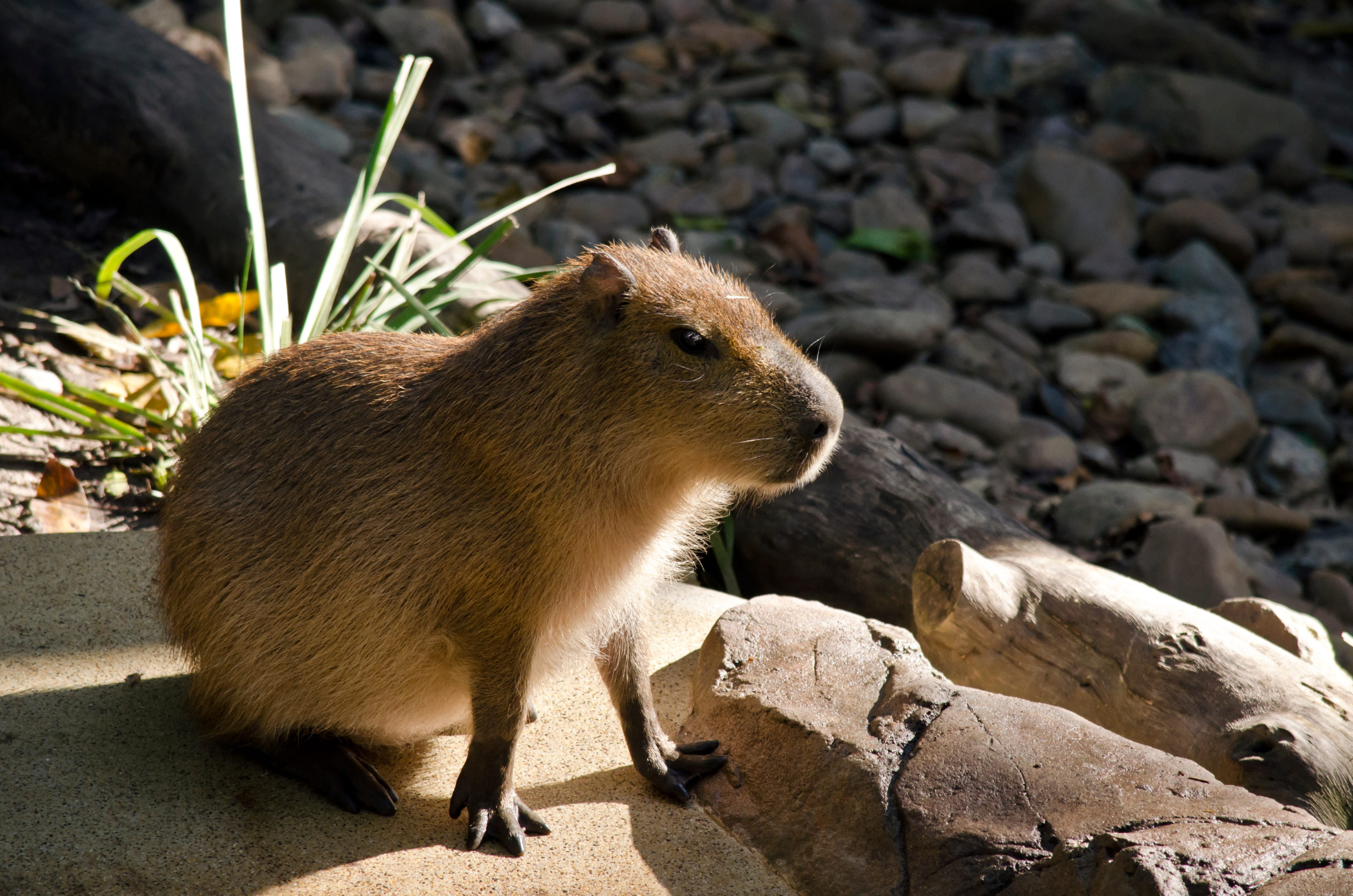 Capybaras
