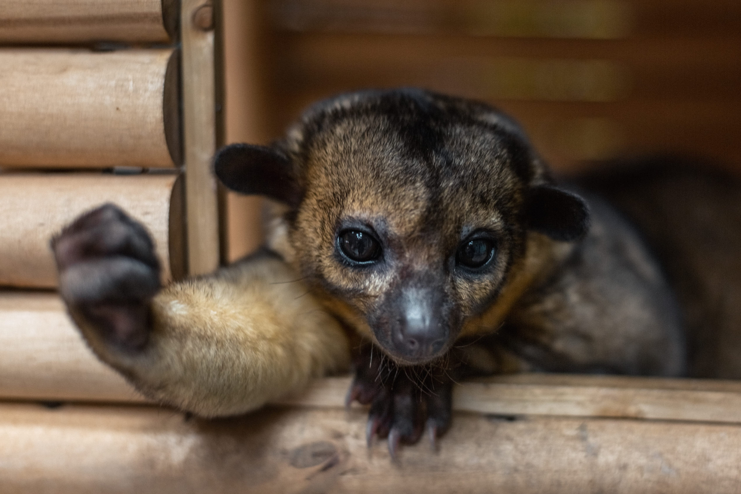 Kinkajous