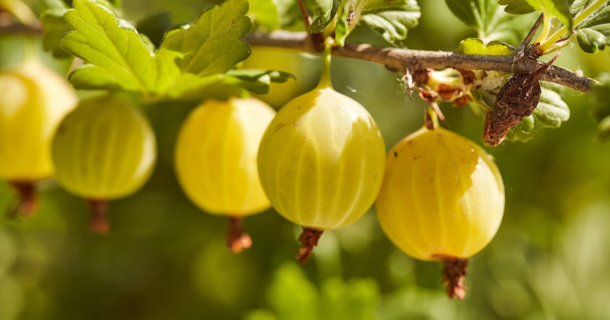 9 Fruits You Cannot Grow in Certain U.S. States