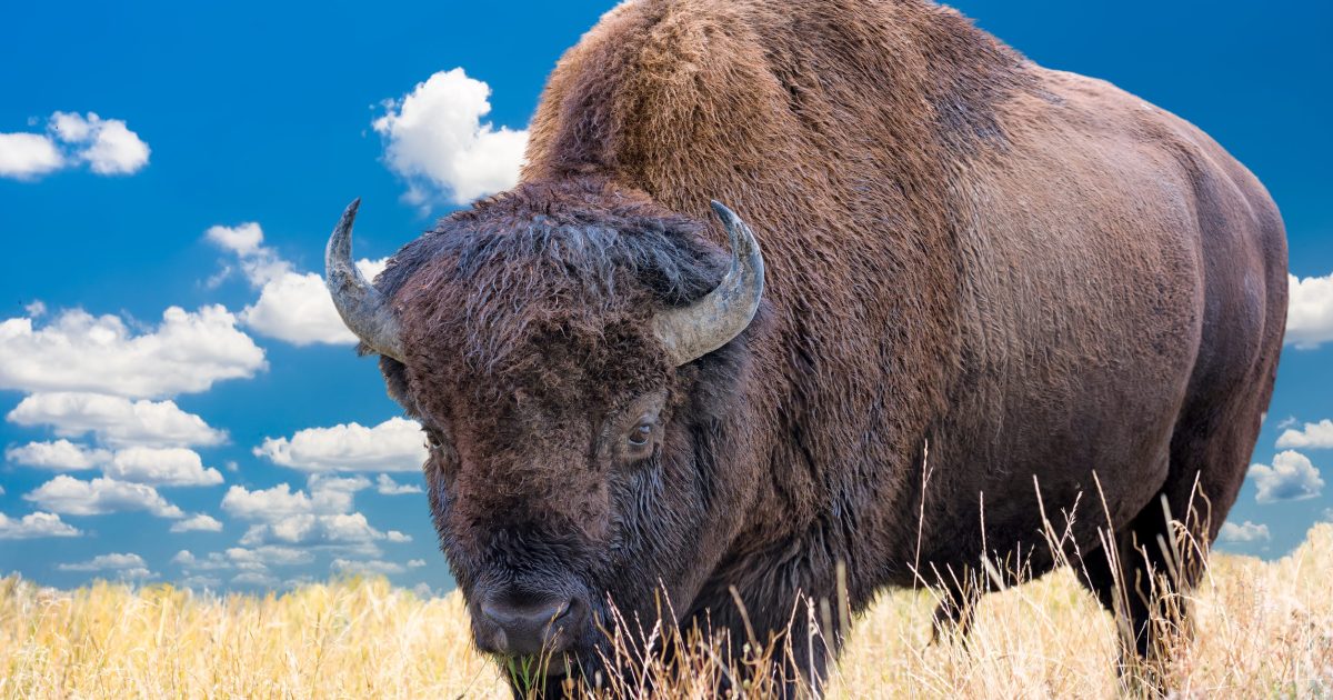 Yellowstone, Wyoming Visitor Sent Flying by Bull Bison as Viral Campground Attack Reveals the Dangerous Mistake Tourists Keep Making Near America’s Most Iconic Wildlife
