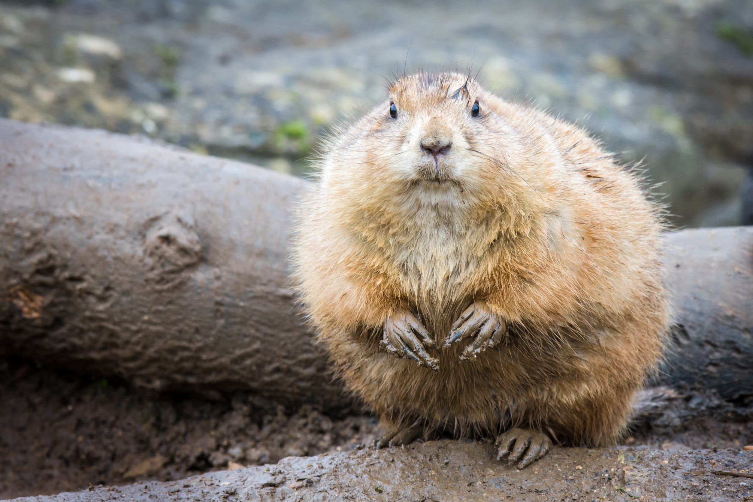 Prairie Dogs