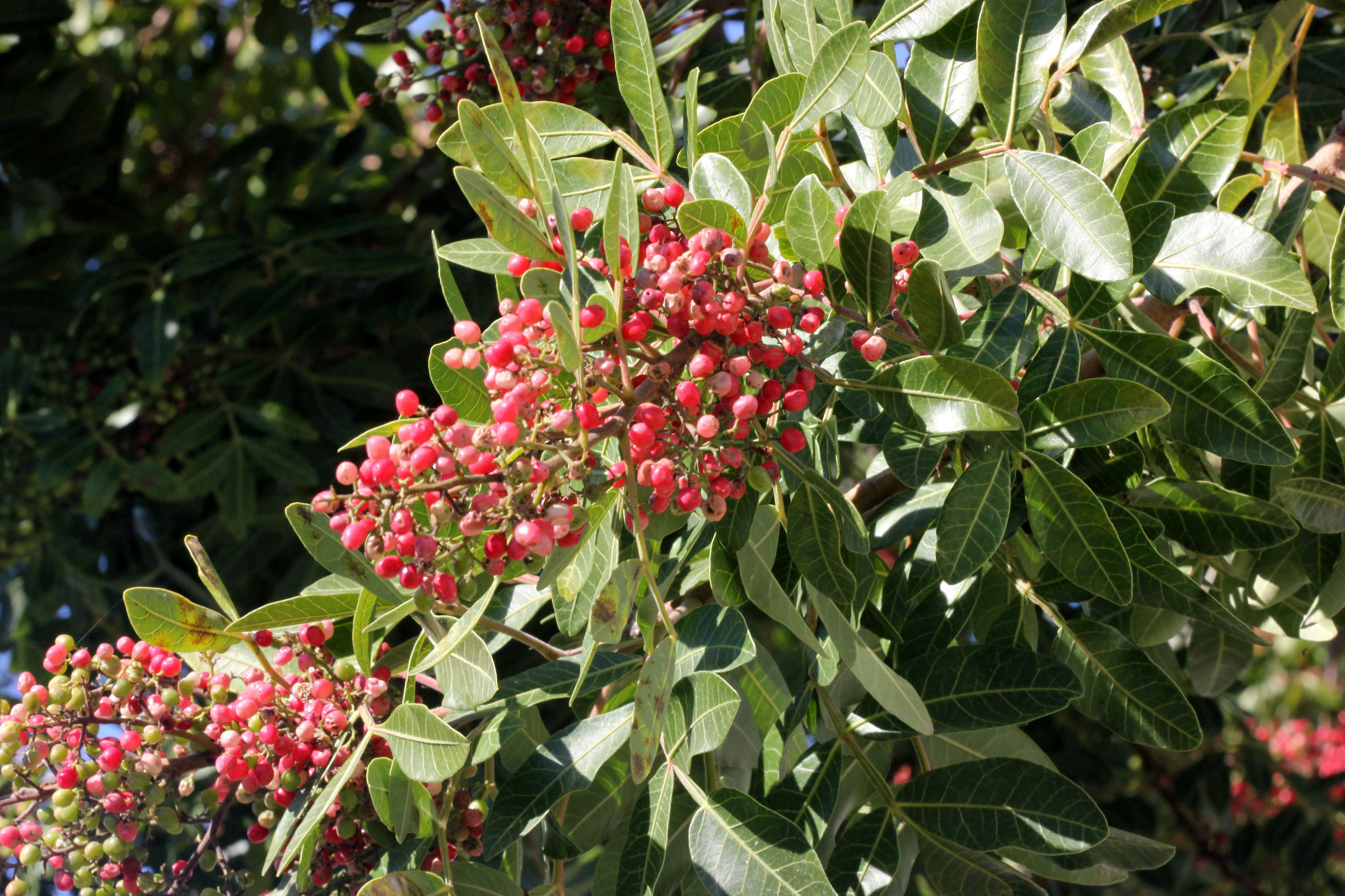Brazilian Pepper Tree