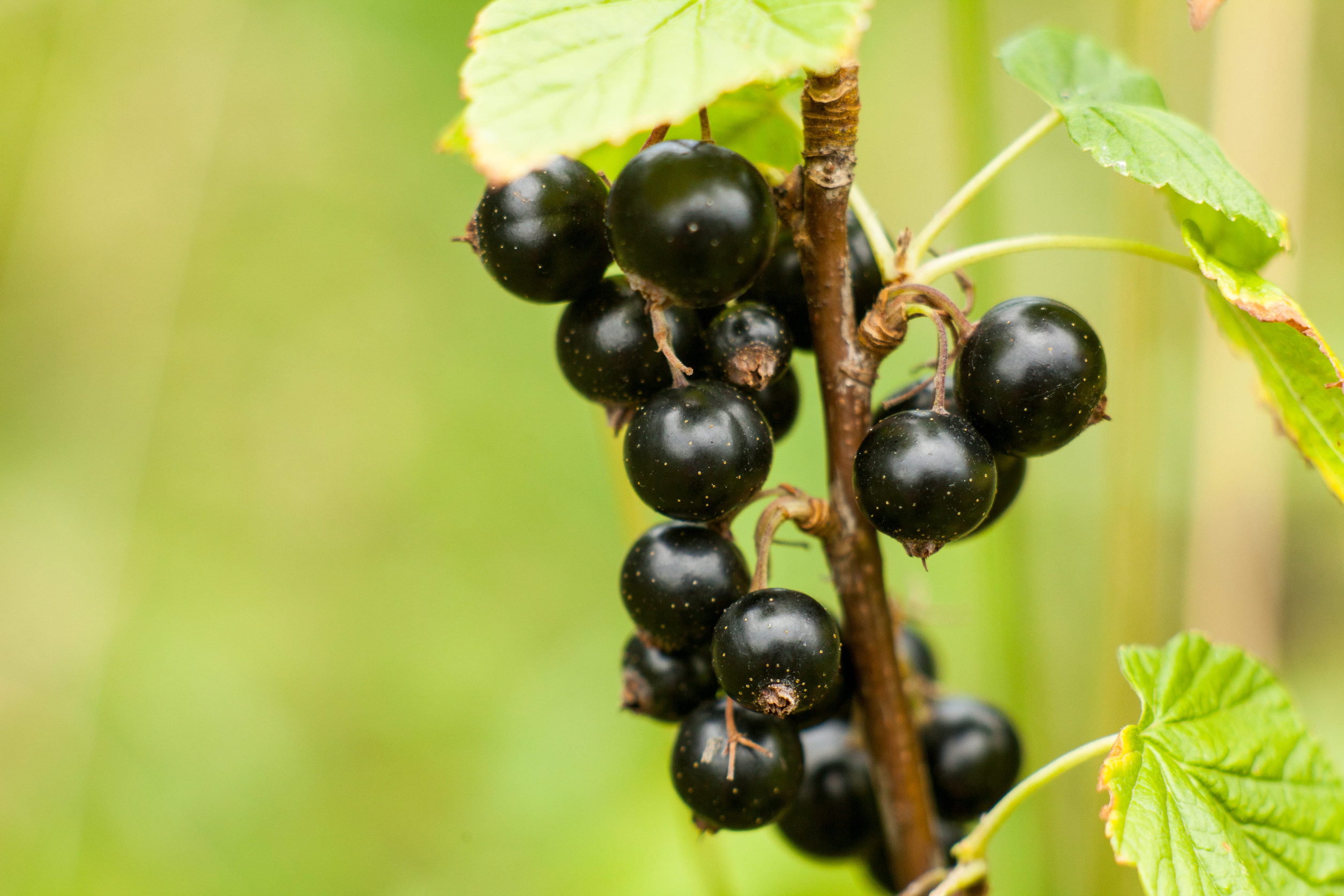 Black Currants