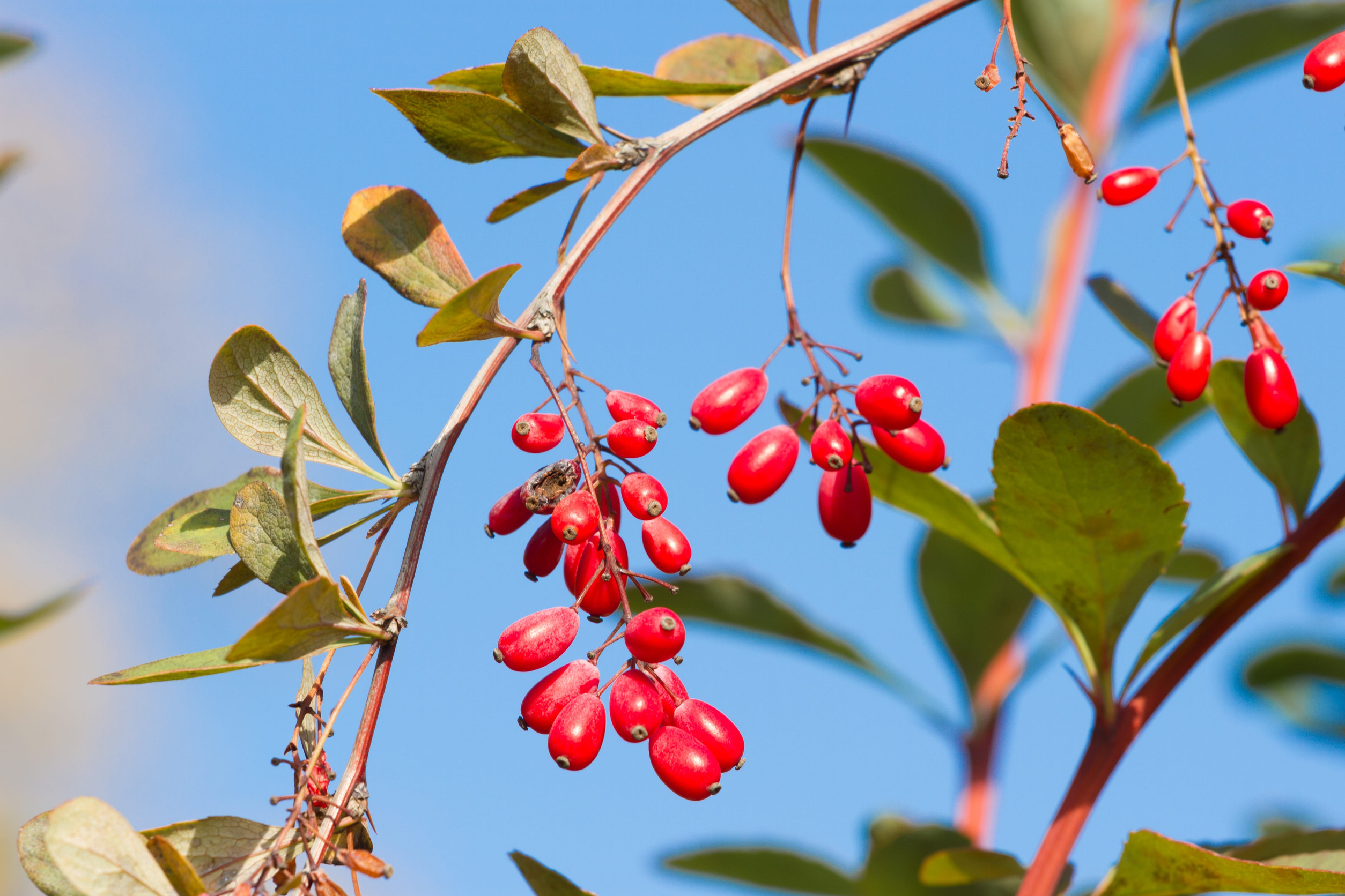 Common Barberry