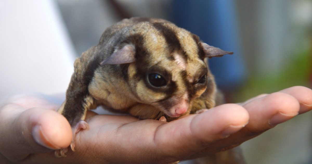10 Exotic Pets That Are Legal in Some U.S. States but Banned in Others