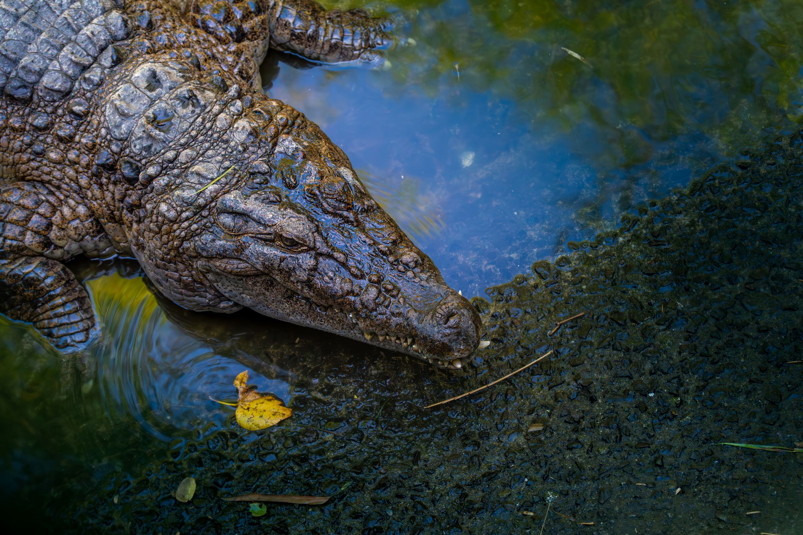 Detailed shot of a crocodile resting at the water's edge showcasing its textured skin.