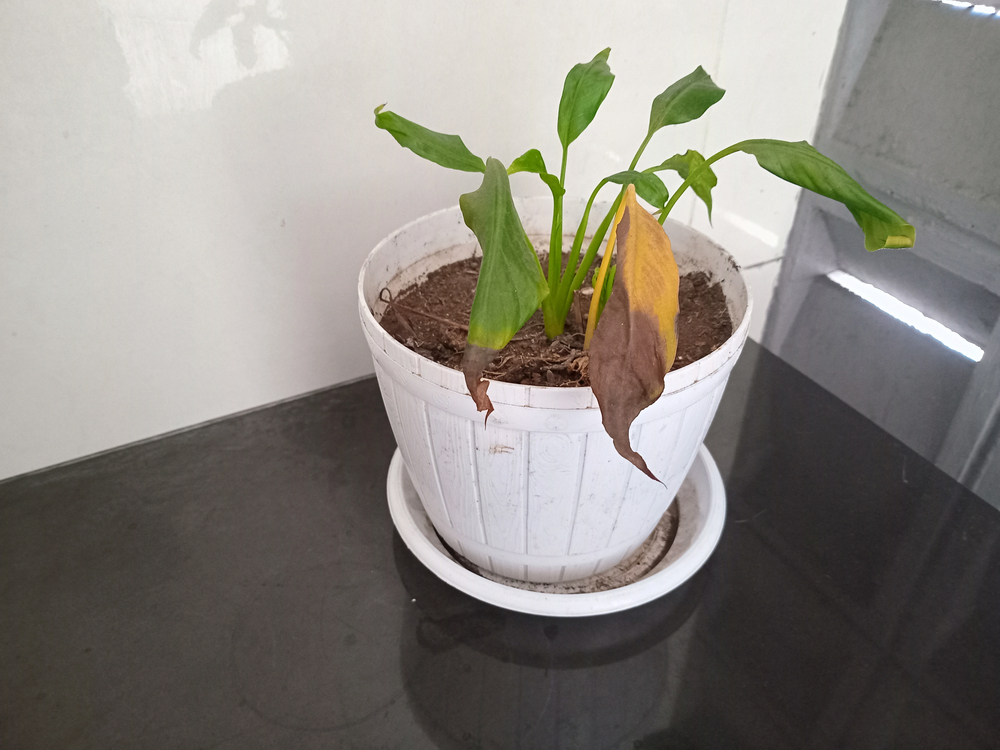 indoor house plant dying