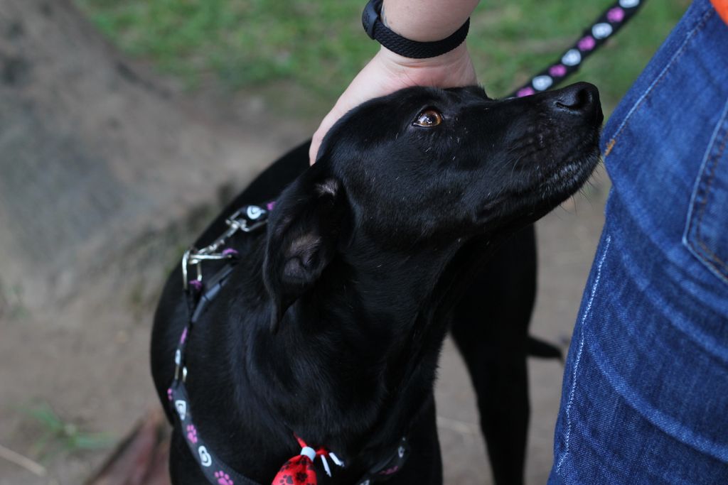 A black dog looks lovingly at its owner, capturing a tender moment of bonding and trust.