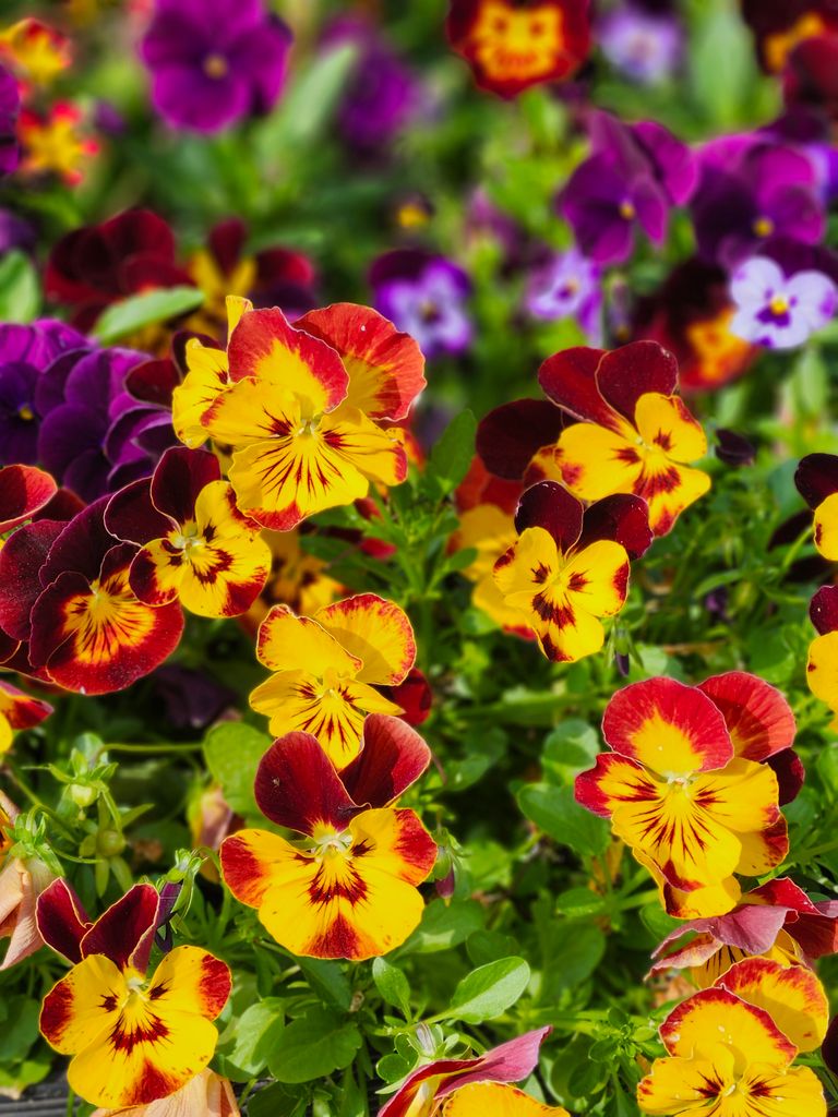 A close-up of bright yellow and purple pansies in full bloom, showcasing vivid colors.