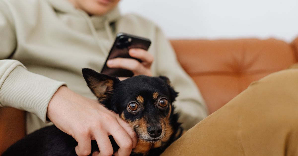 Your Dog May Know Something Is Wrong Before You Do, Here’s Why